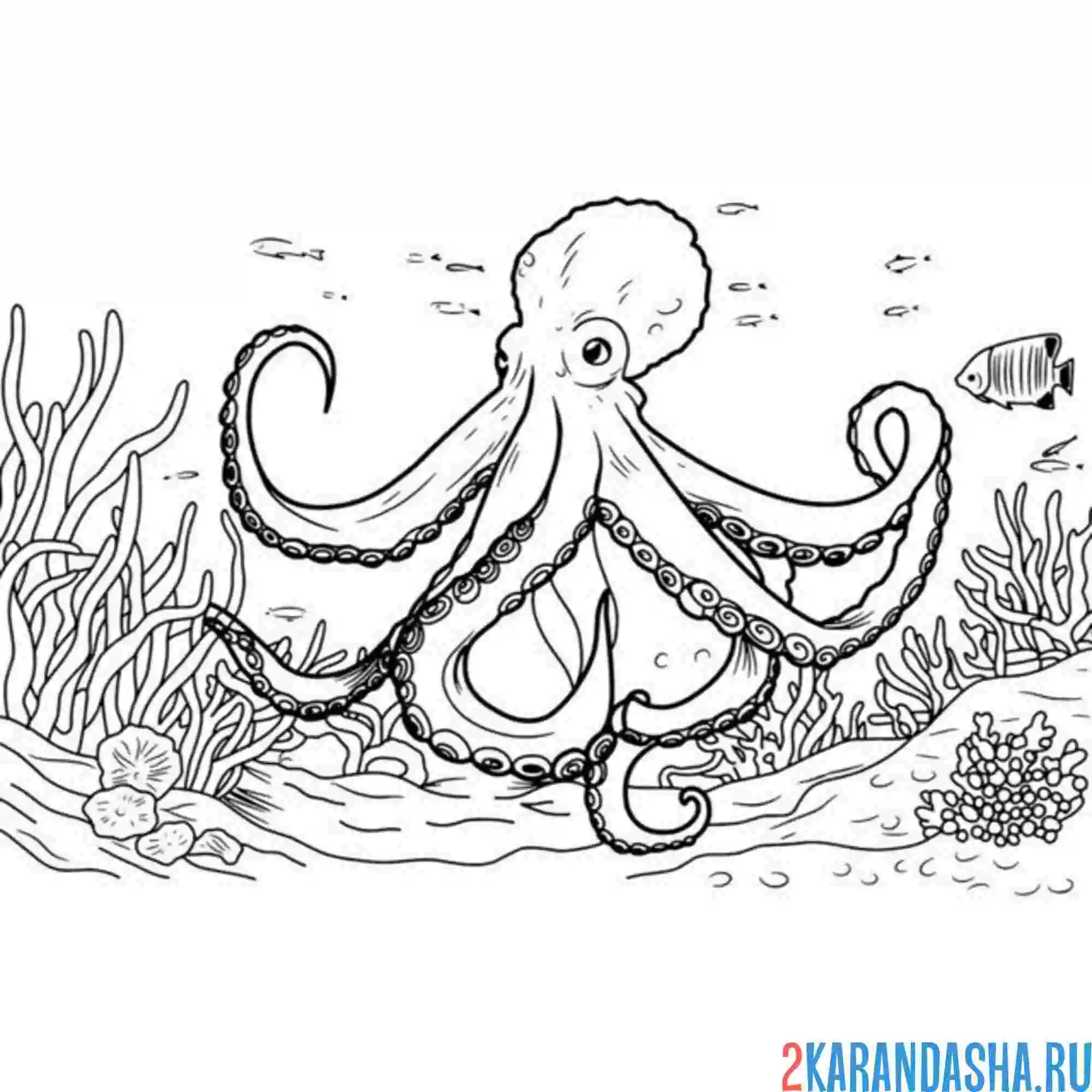 Раскраска настоящий осьминог