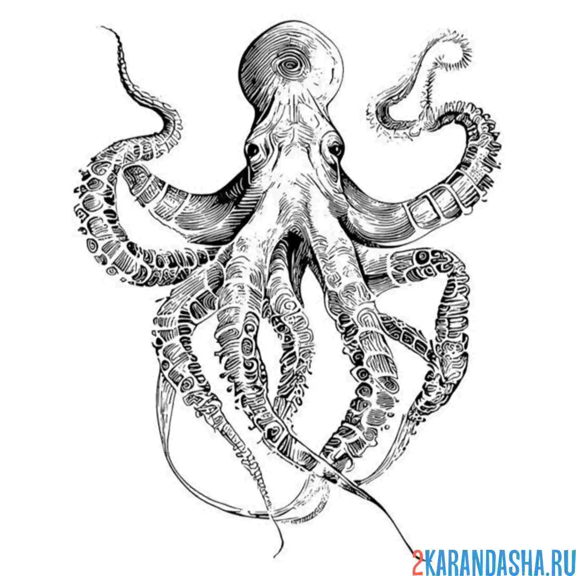 Раскраска живой осьминог