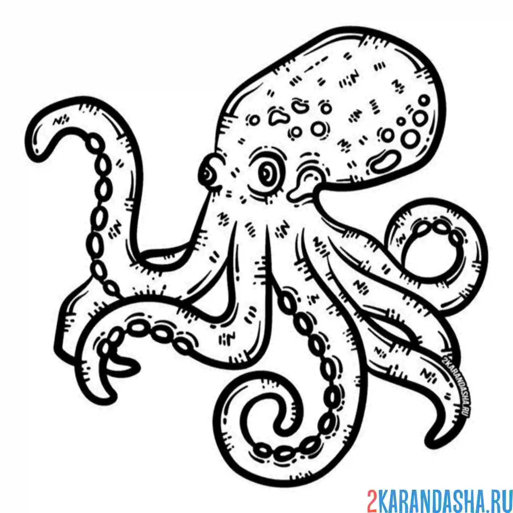 Раскраска осьминог большой