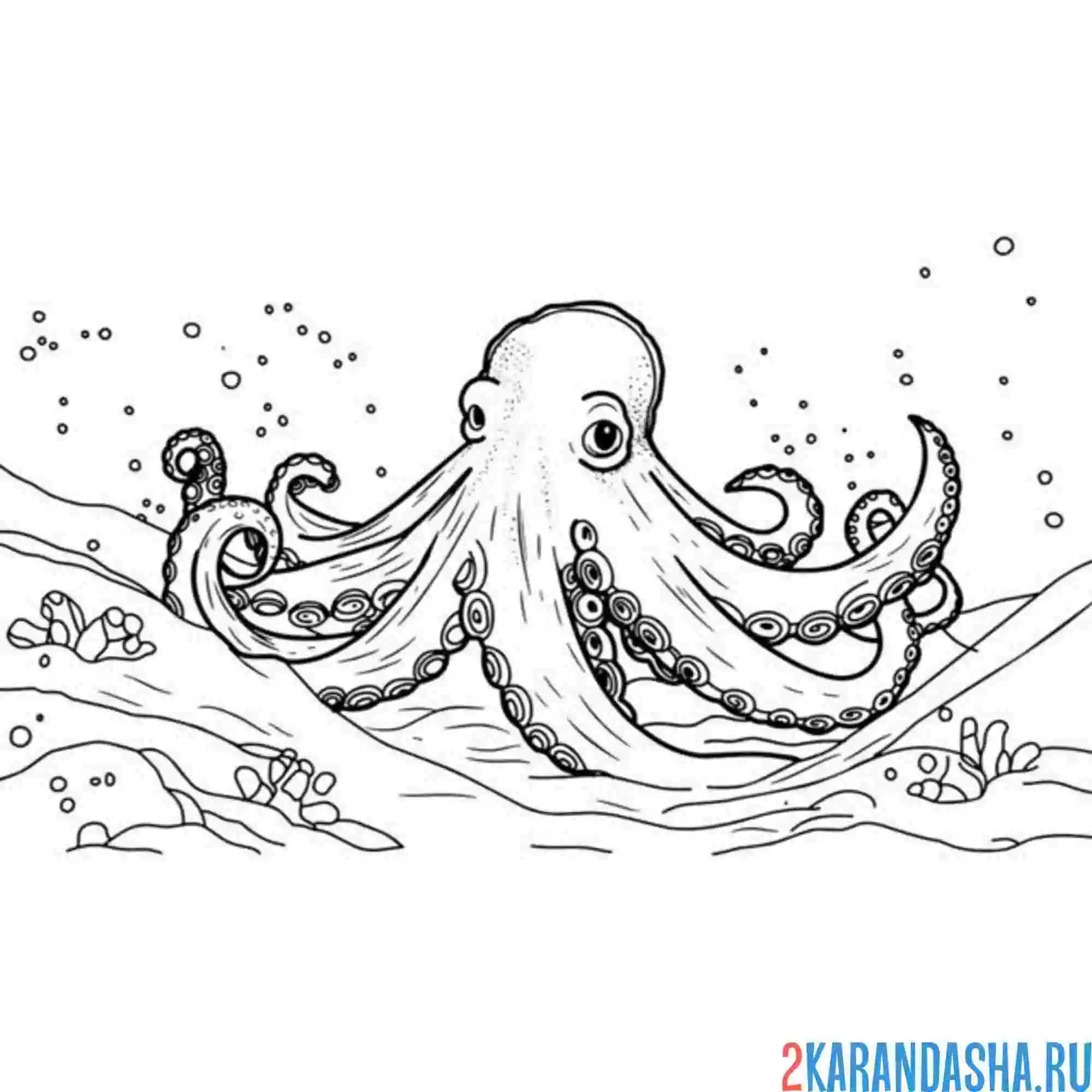 Раскраска осьминог фото