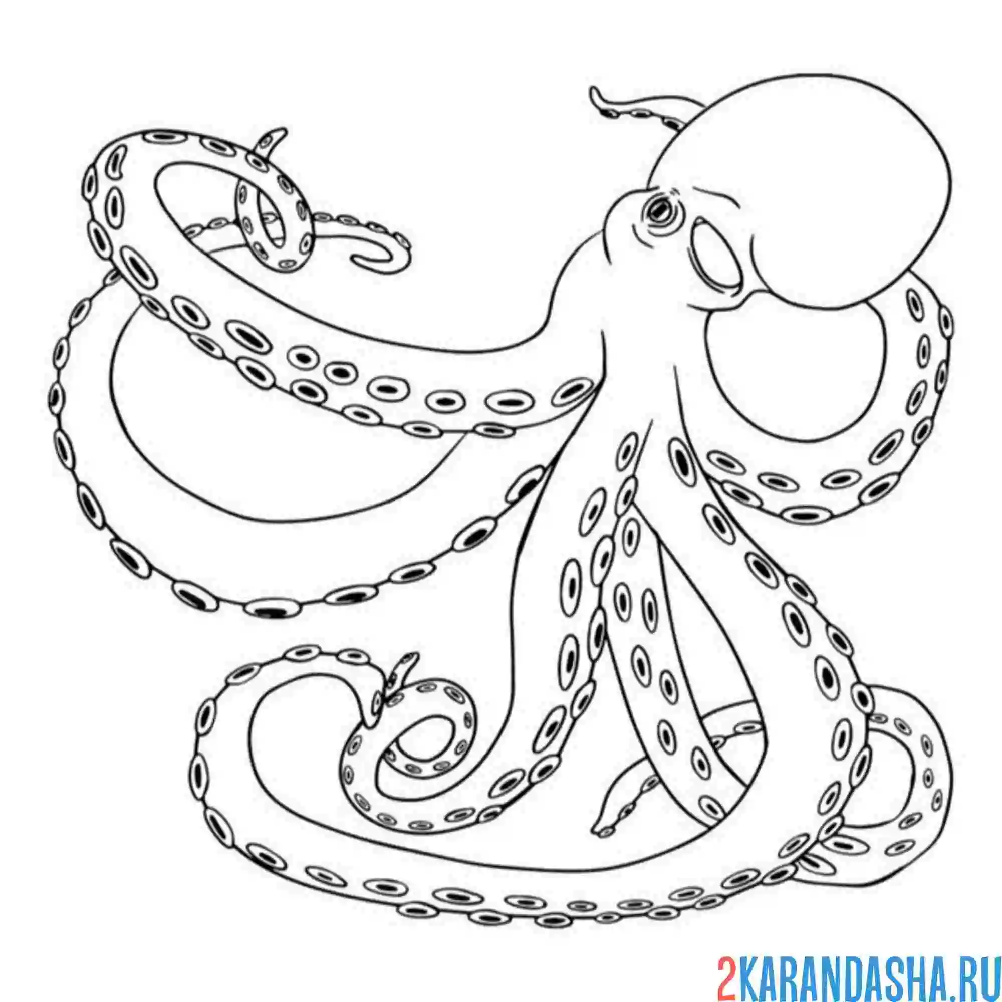 Раскраска осьминог как настоящий