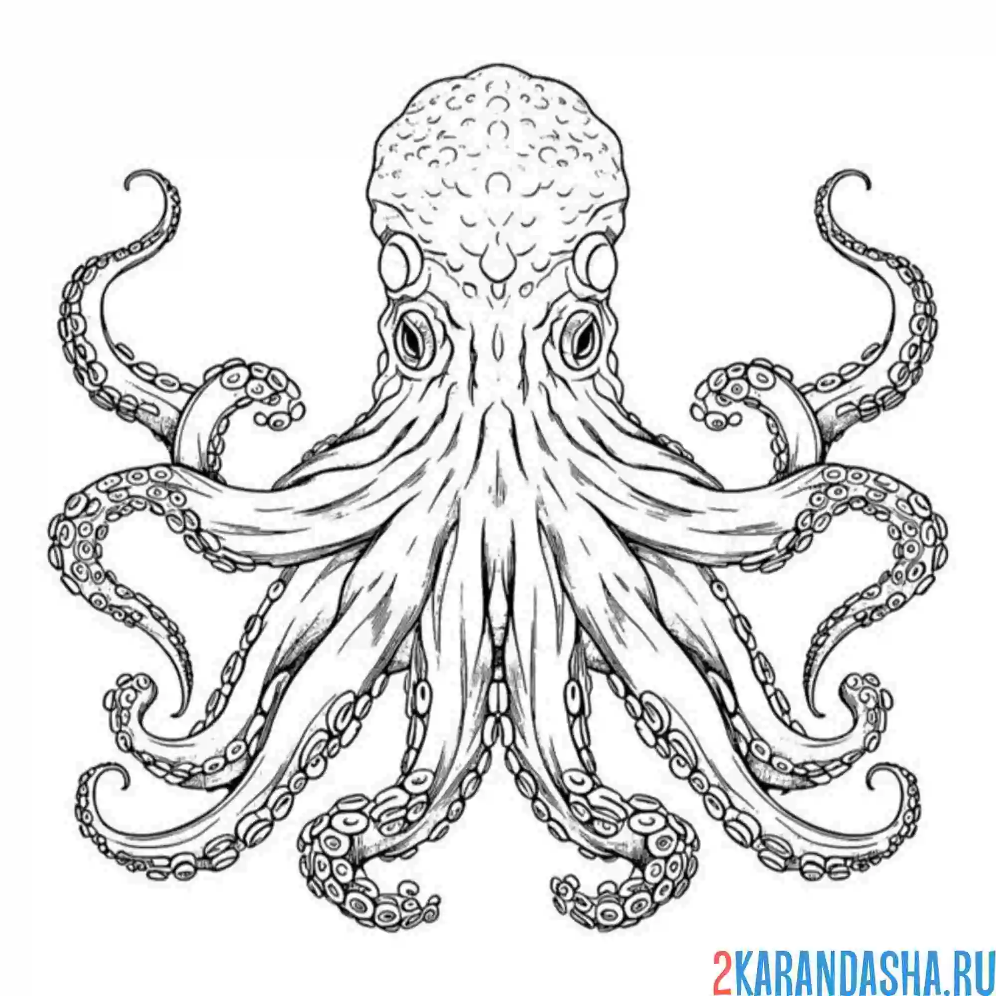 Раскраска осьминог живой и настоящий
