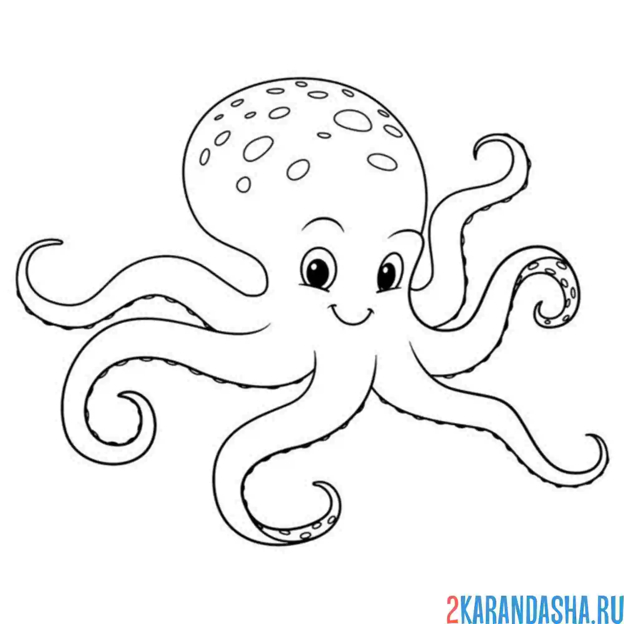 Раскраска осьминог красивый