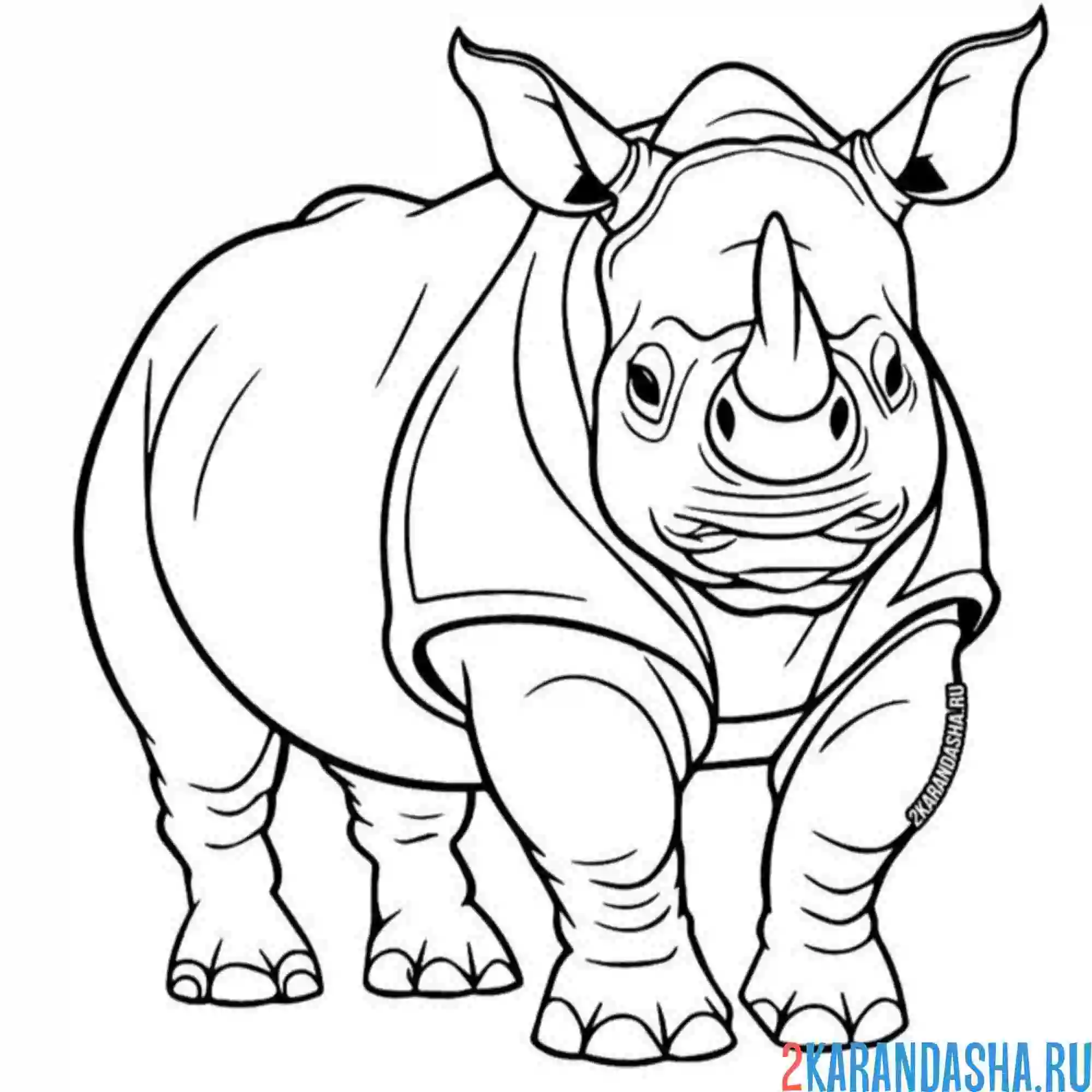 Раскраска носорог смотрит прямо