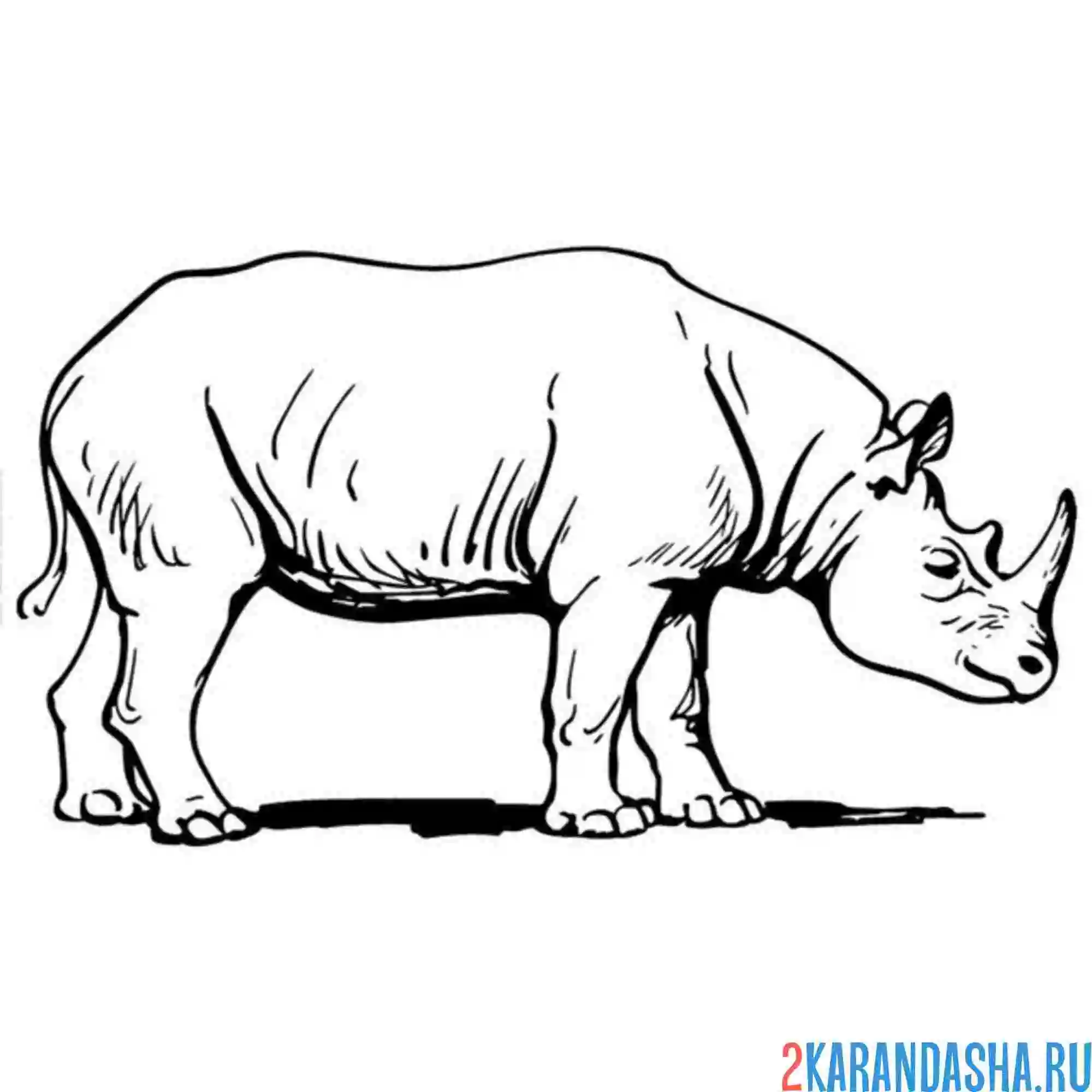 Раскраска носорог идет