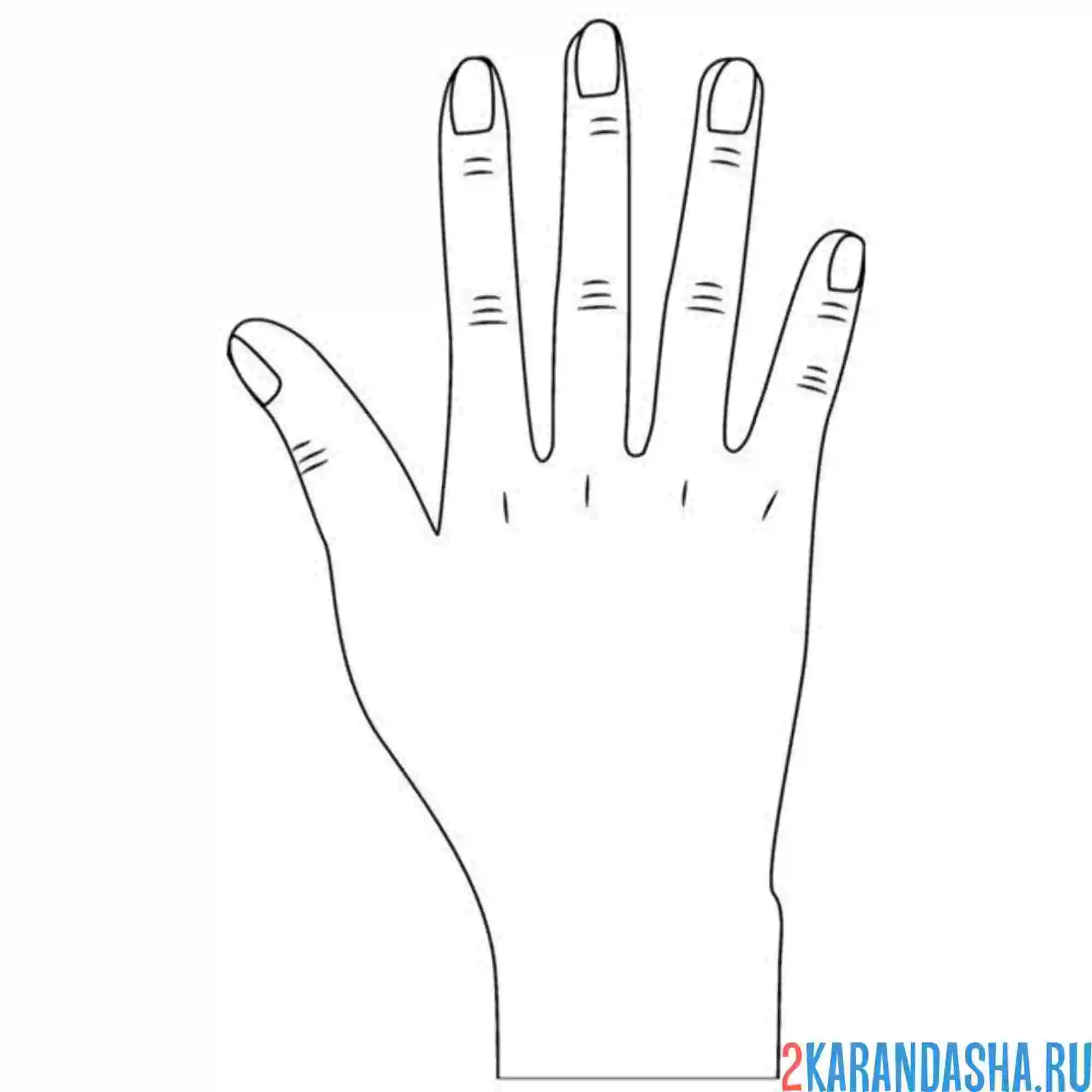 Раскраска правая рука