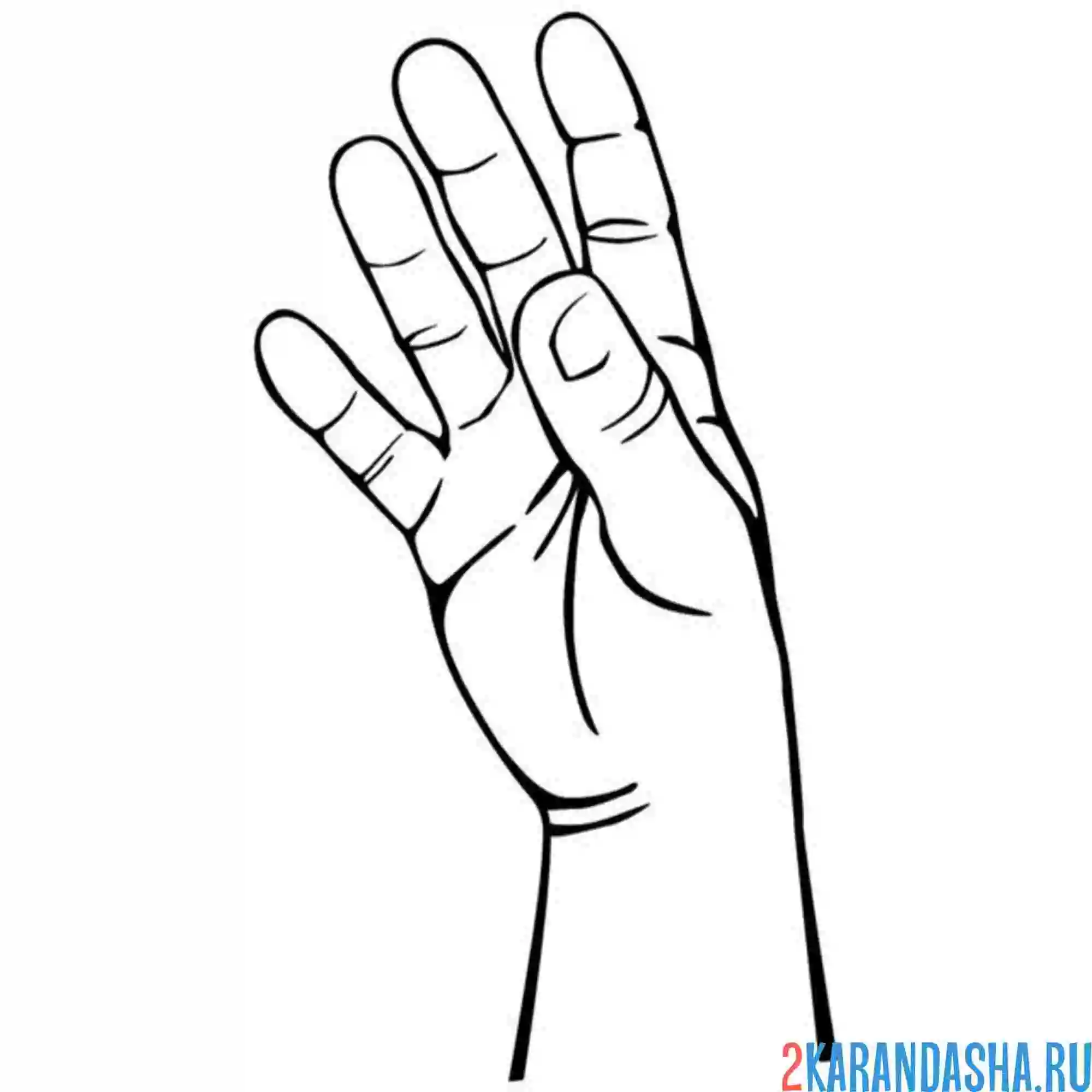 Раскраска рука мужская