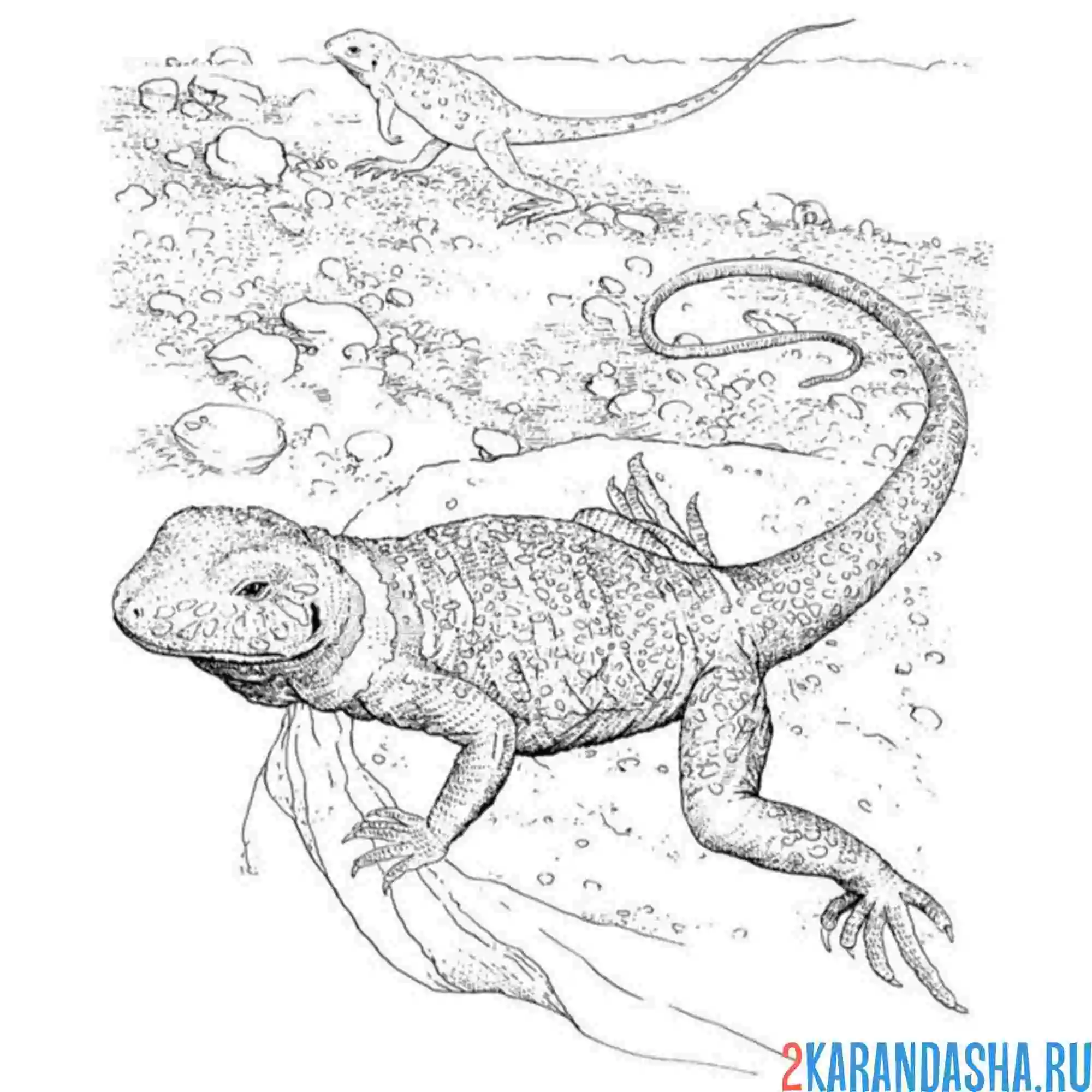 Раскраска две настоящих ящерицы