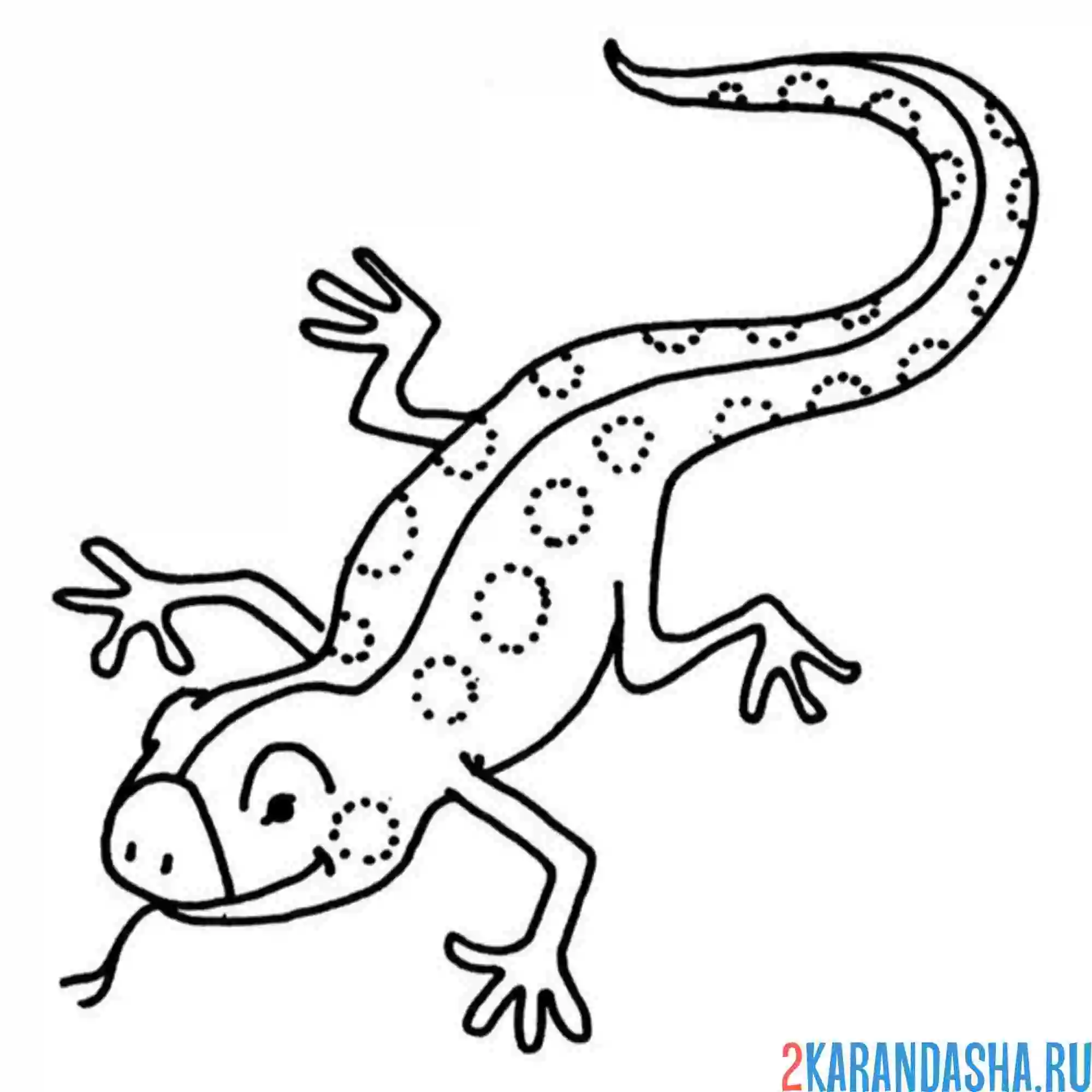 Раскраска ящерица вынула язык
