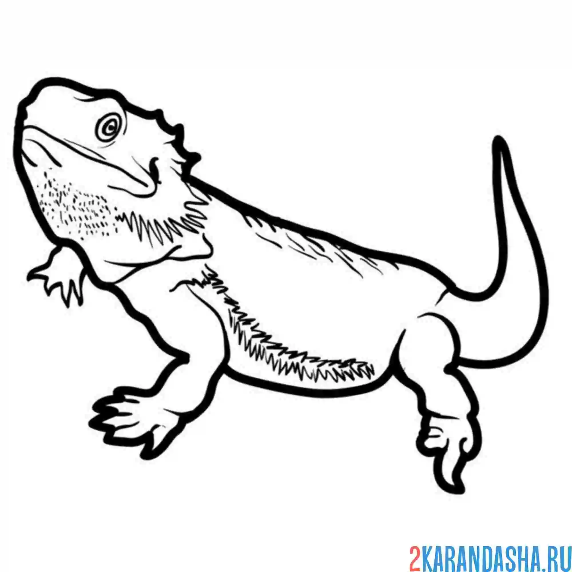 Раскраска ушастая круглоголовка ящерица