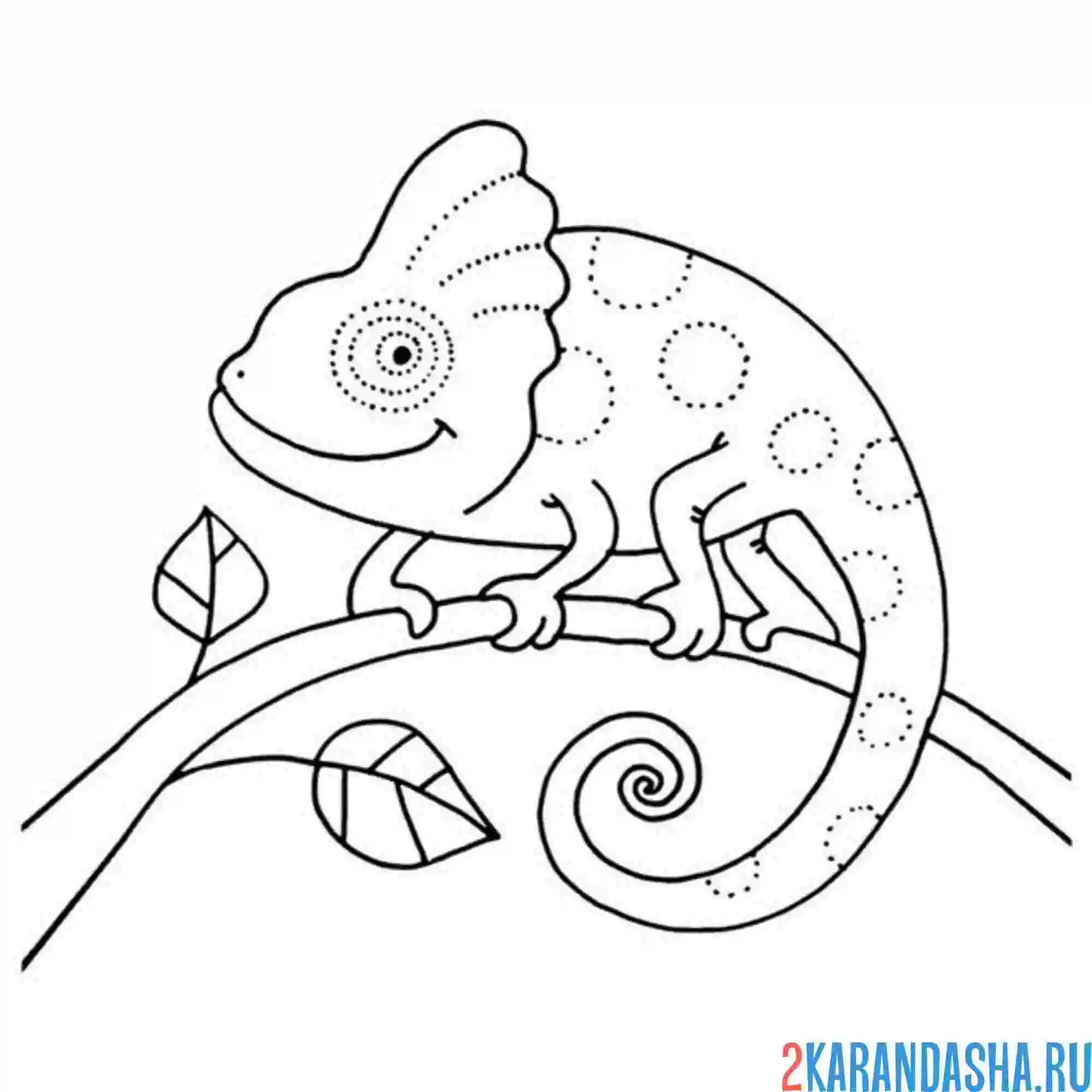 Раскраска хамелеон на веточке