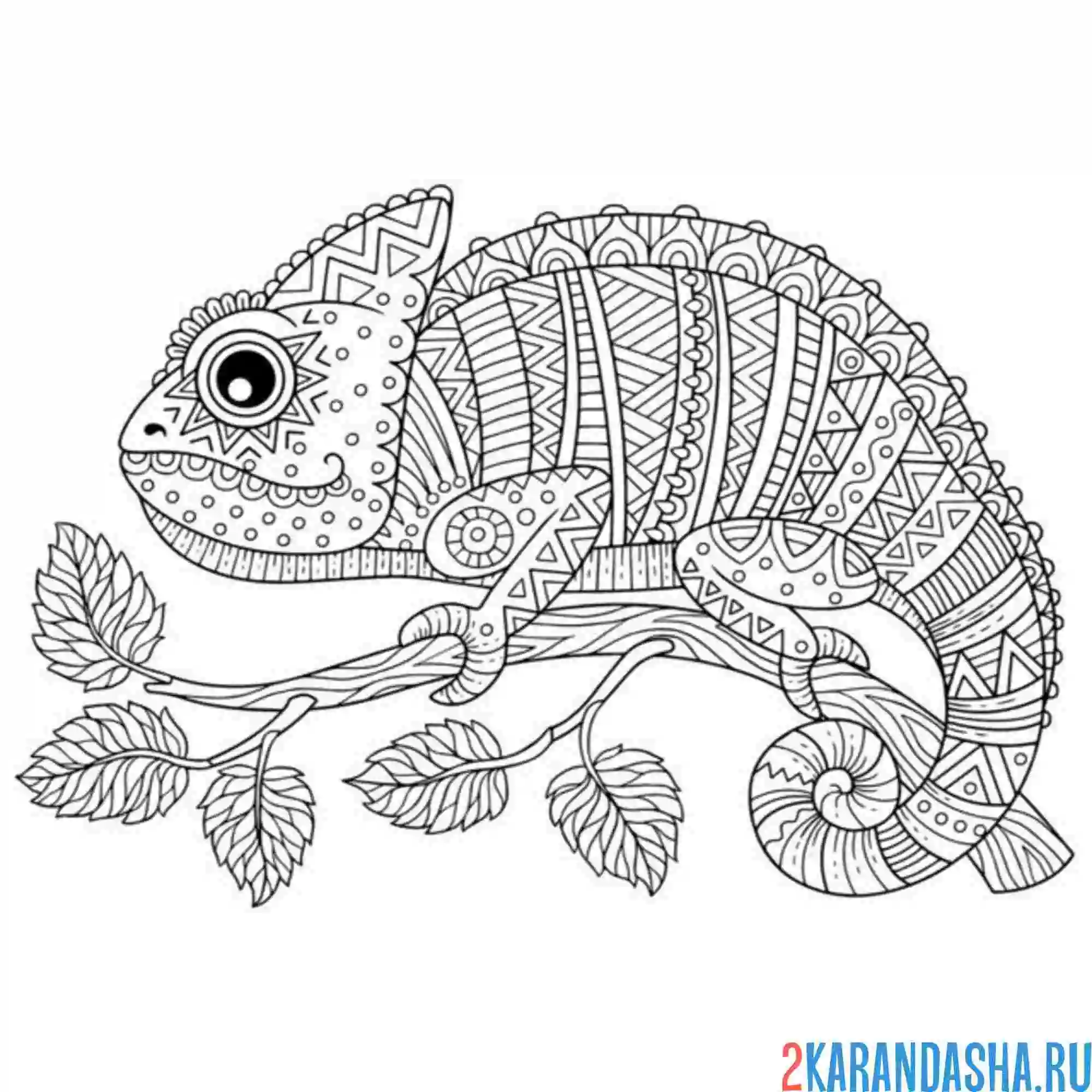 Раскраска хамелеон антистресс