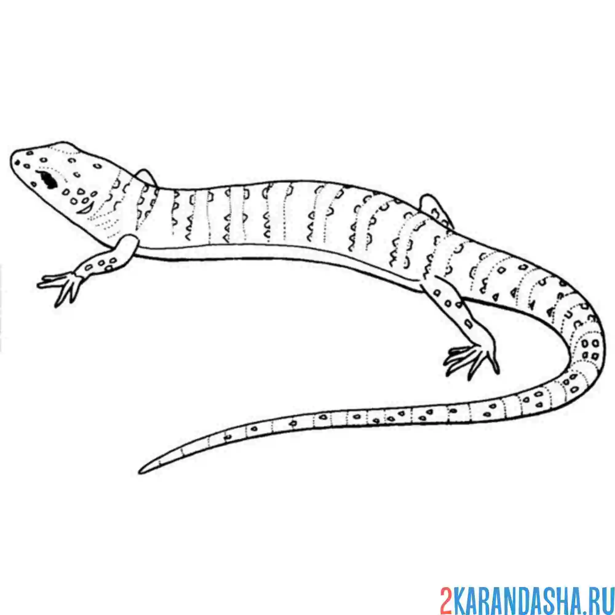 Раскраска ящерица ползет