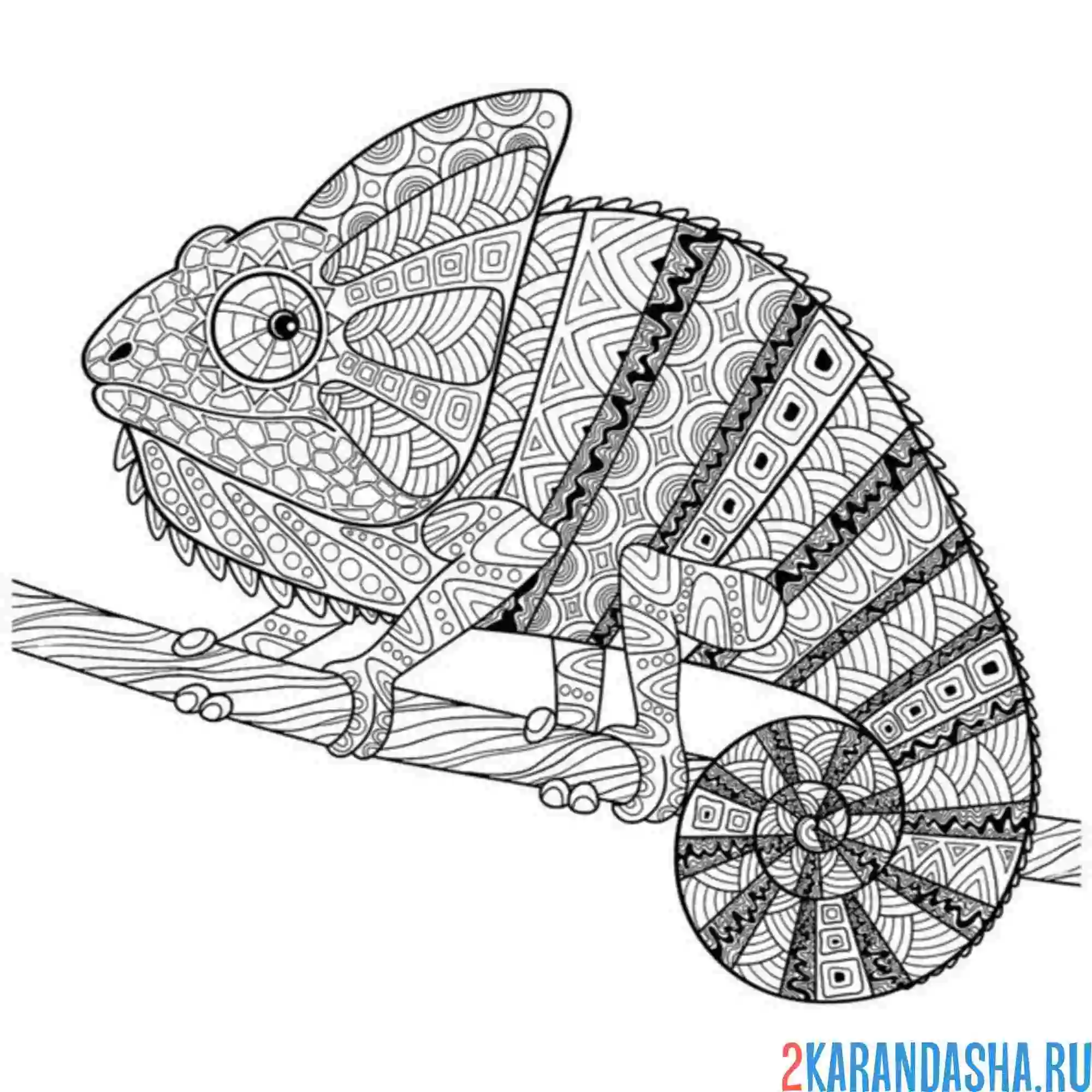 Раскраска хамелеон на ветке антистресс