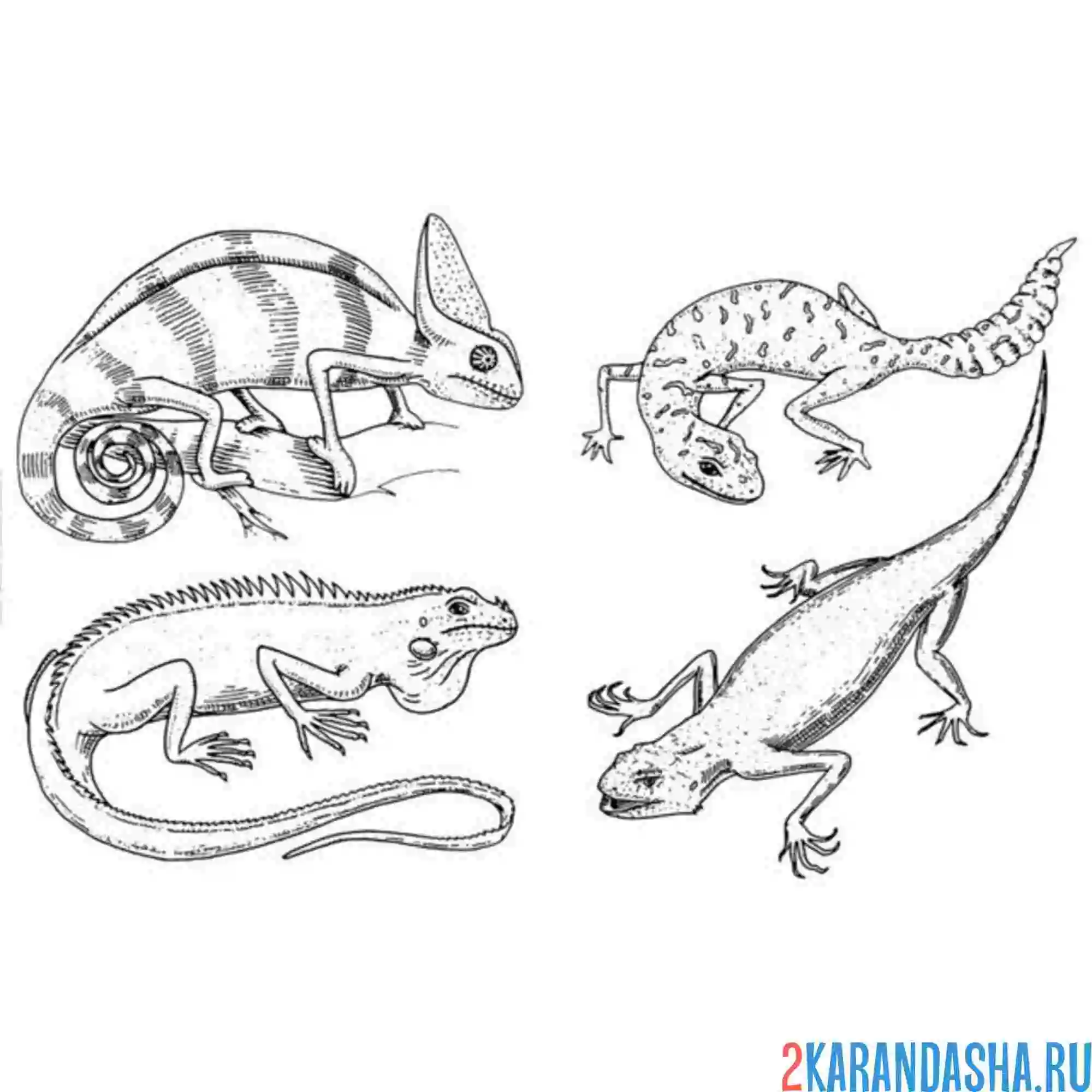 Раскраска 4 вида ящериц