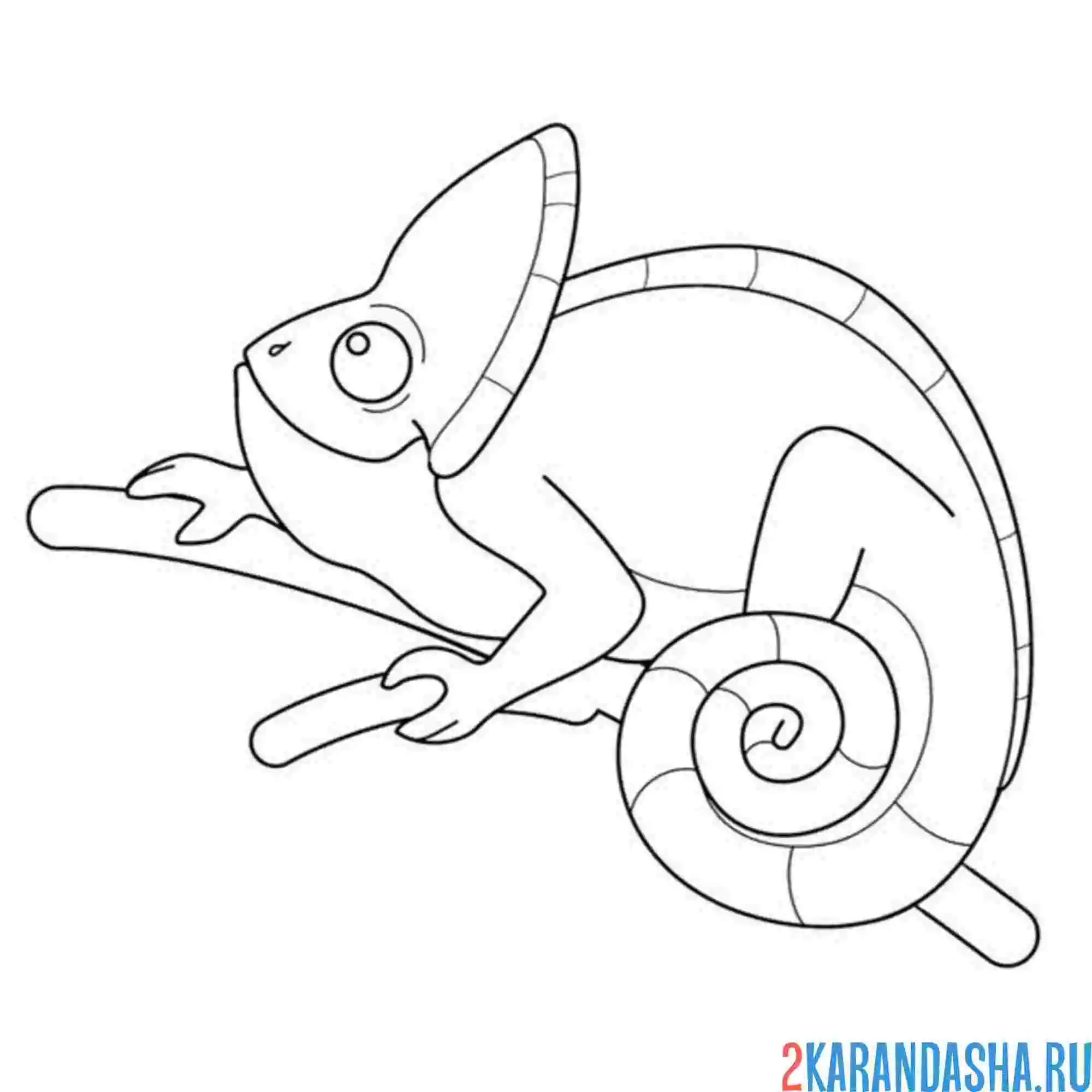 Раскраска хамелеон сидит и смотрит