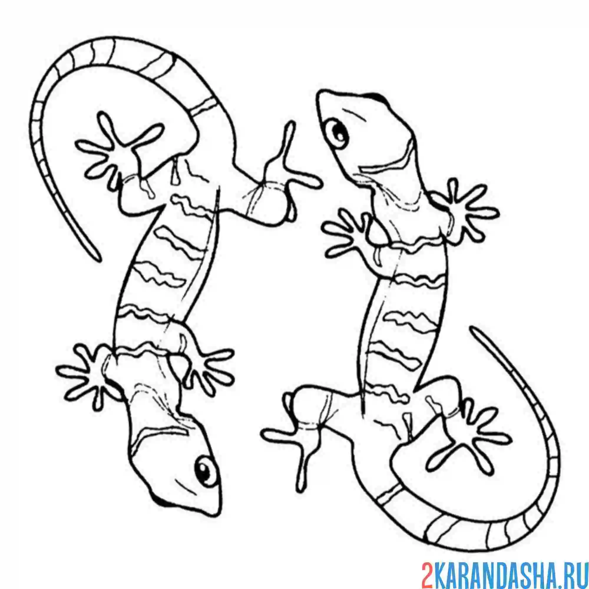 Раскраска две ящерицы