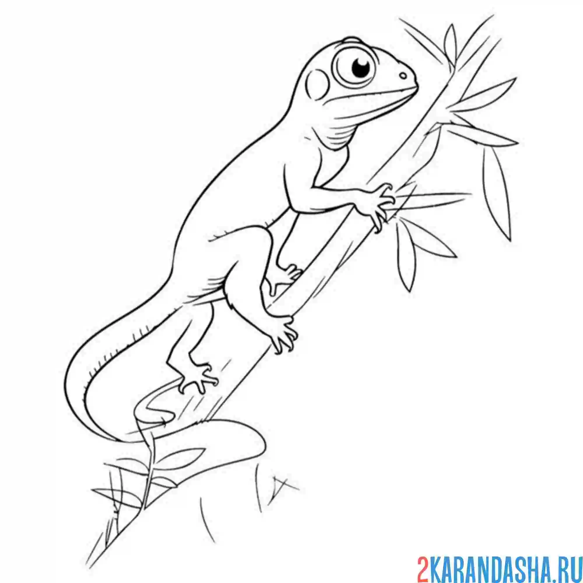 Раскраска ящерица большие глаза