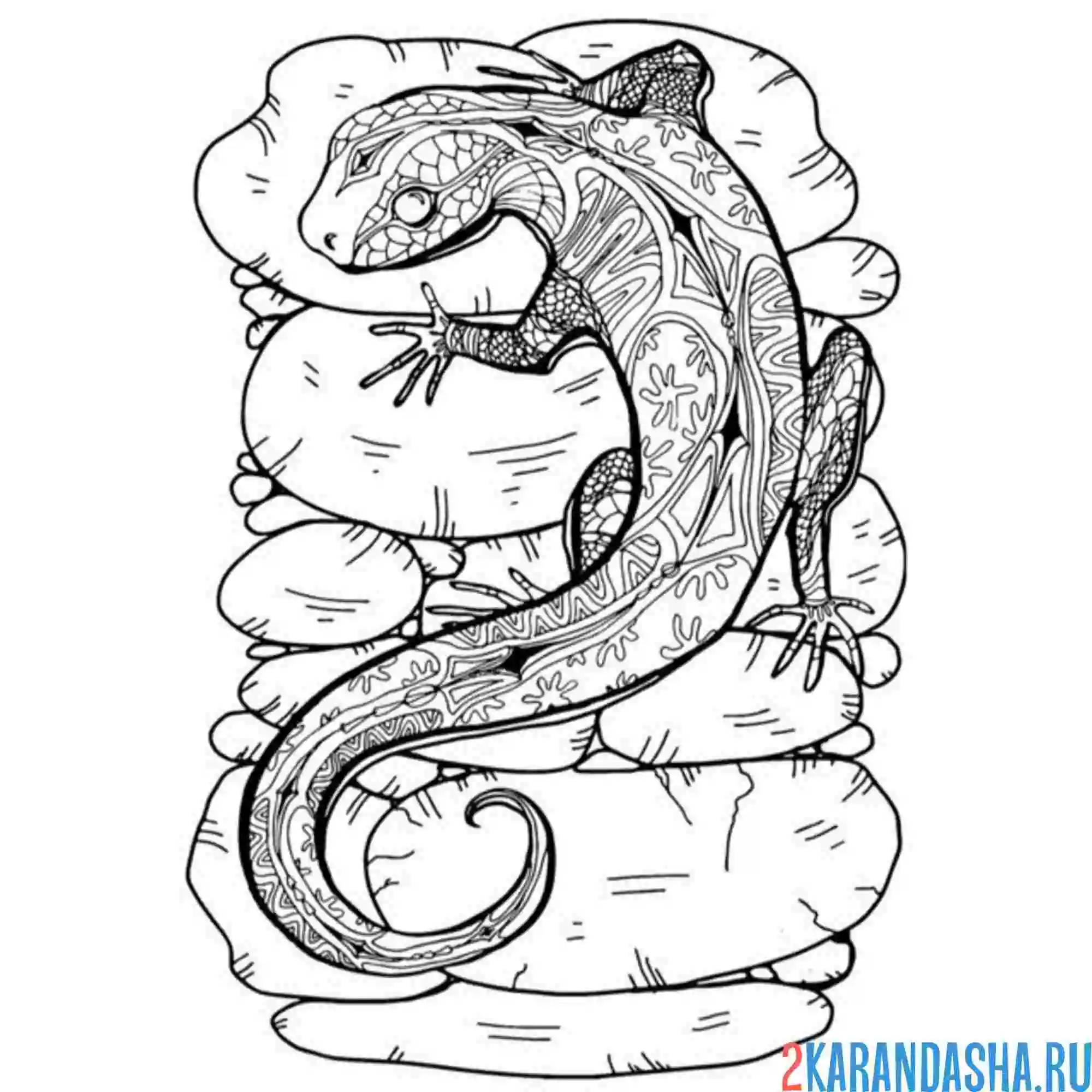 Раскраска ящерица в камнях