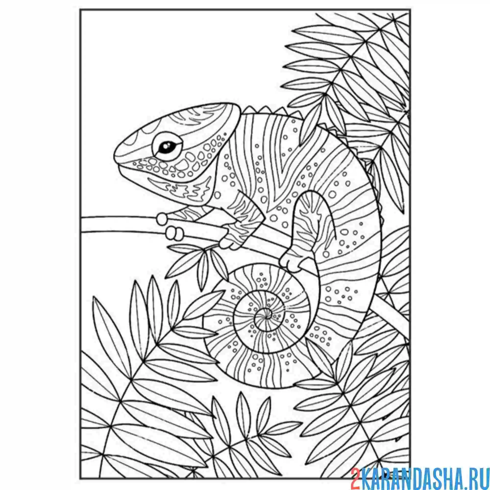 Раскраска хамелеон спрятался