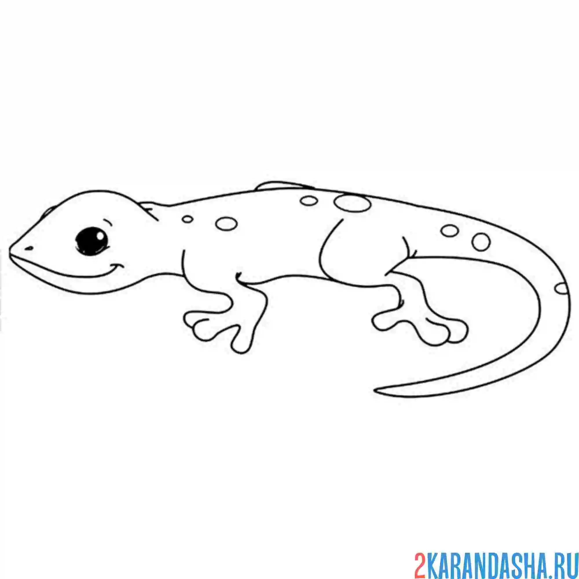 Раскраска ящерица простая