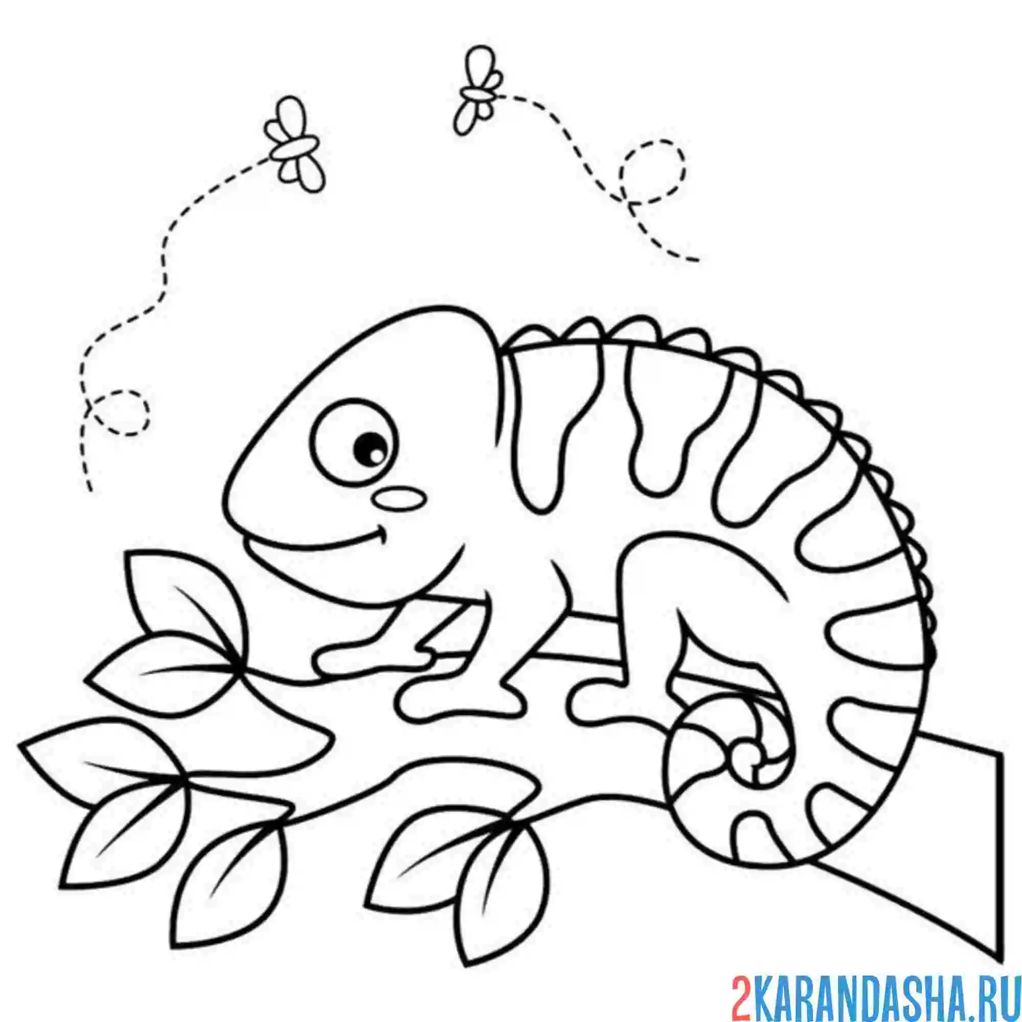 Раскраска хамелеон ждет еды