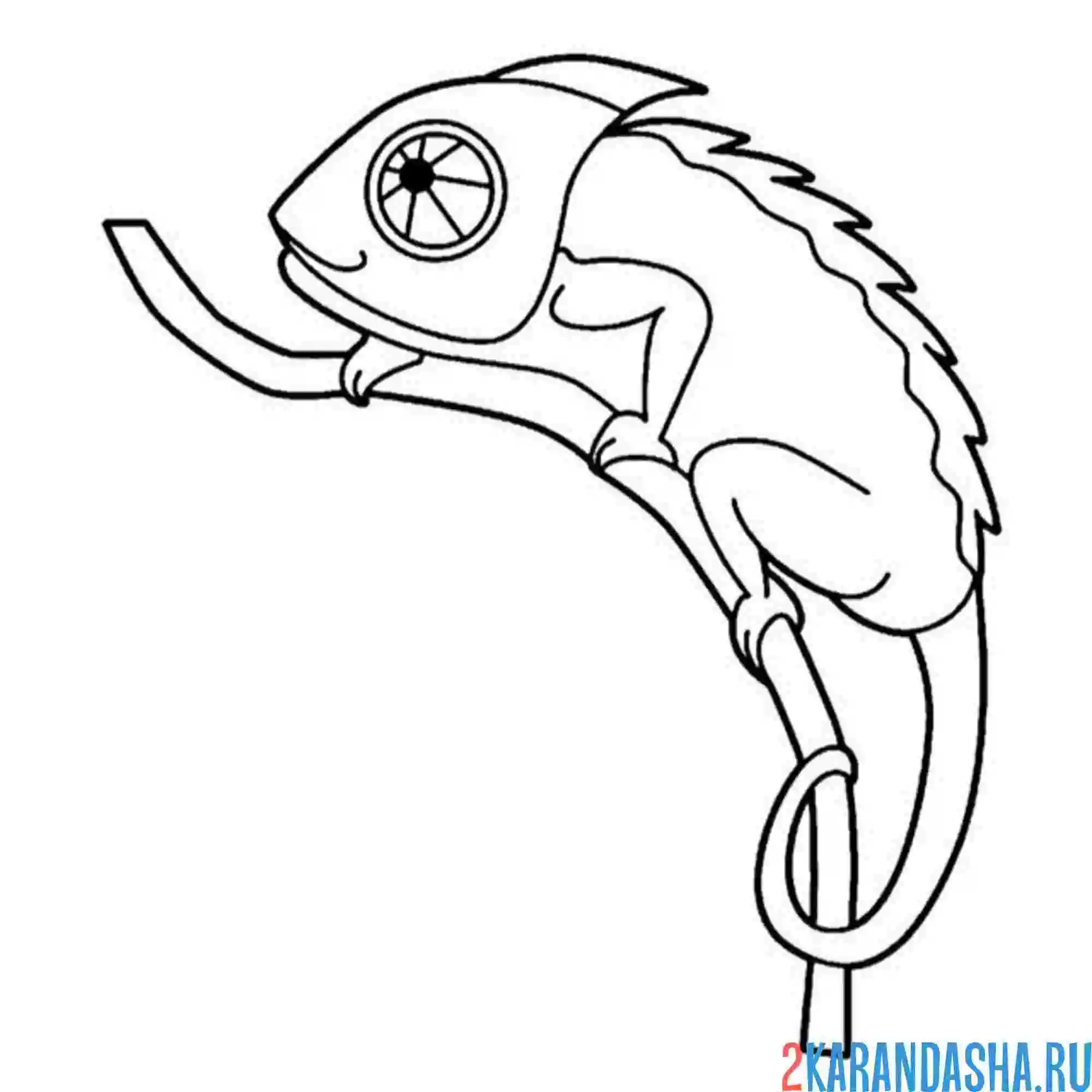 Раскраска хамелеон на маленькой ветке