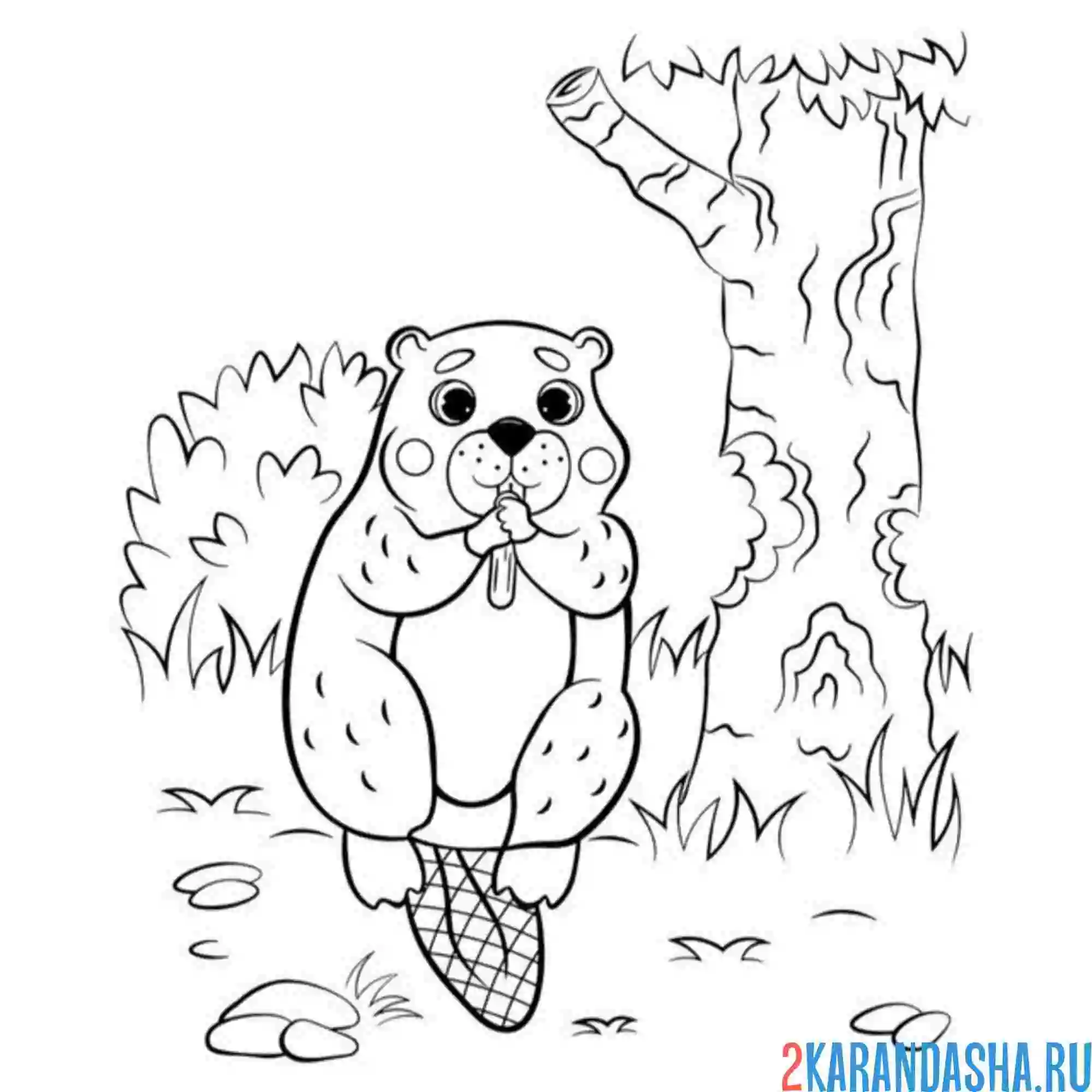 Раскраска бобр в лесу