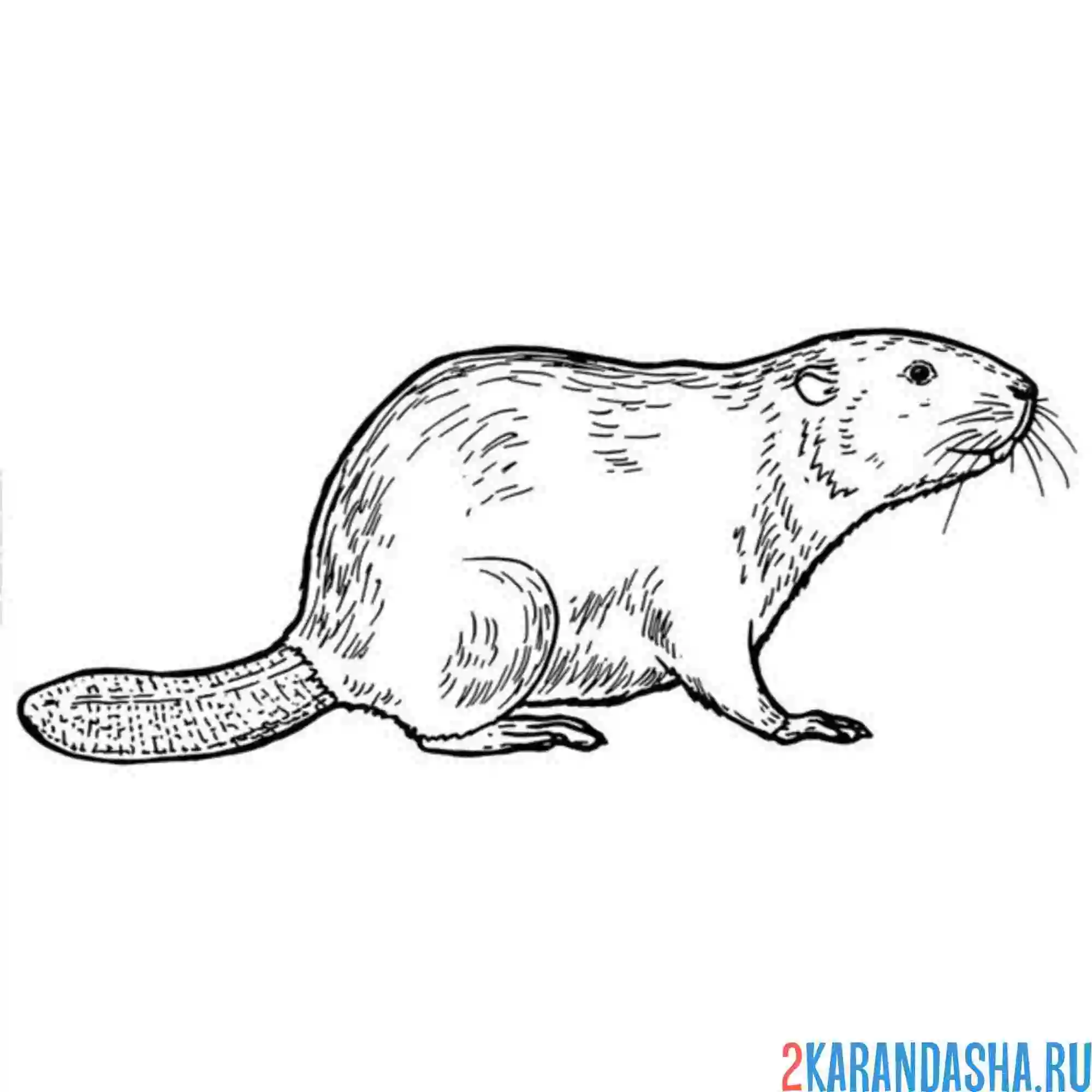 Раскраска живой бобр бобер