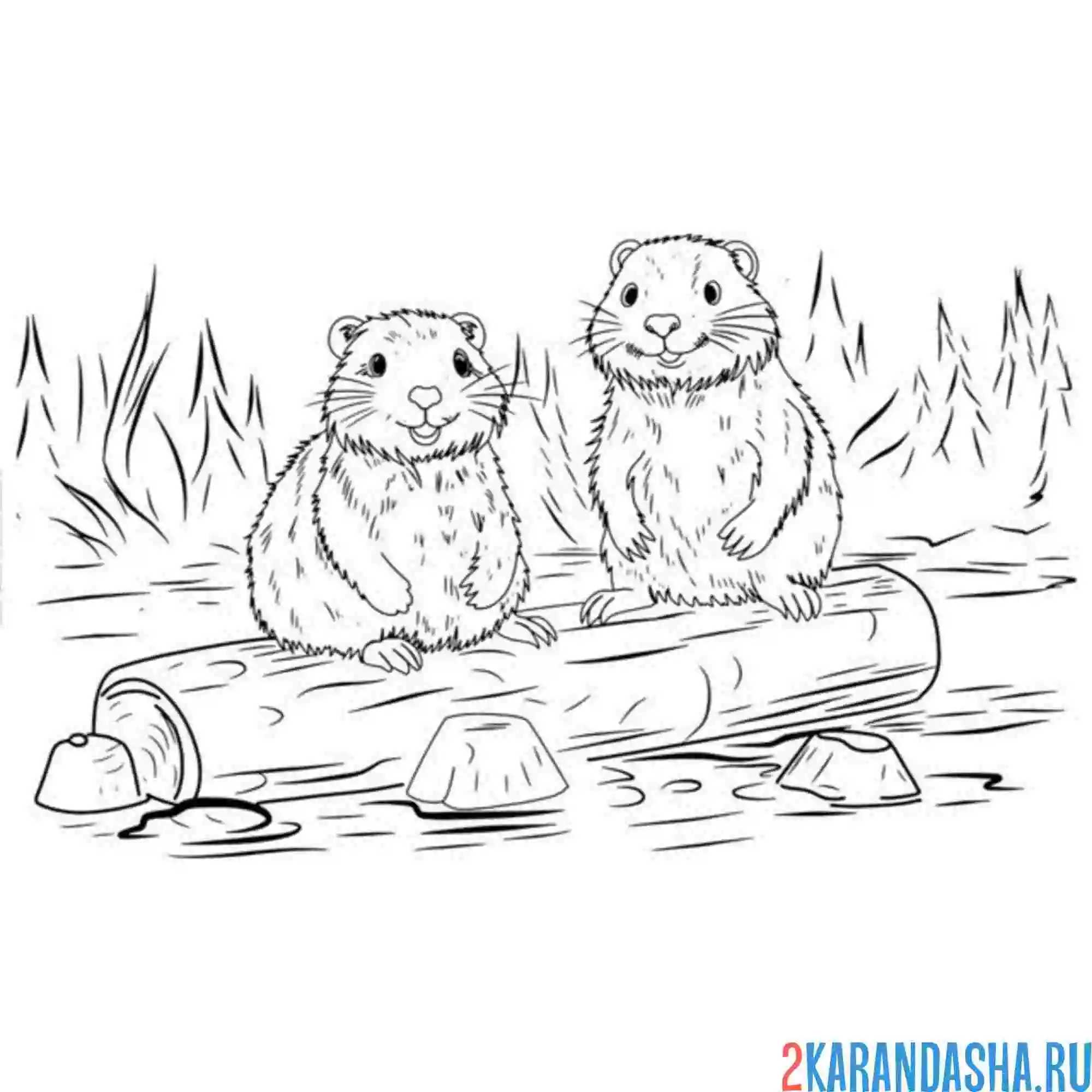 Раскраска два бобра