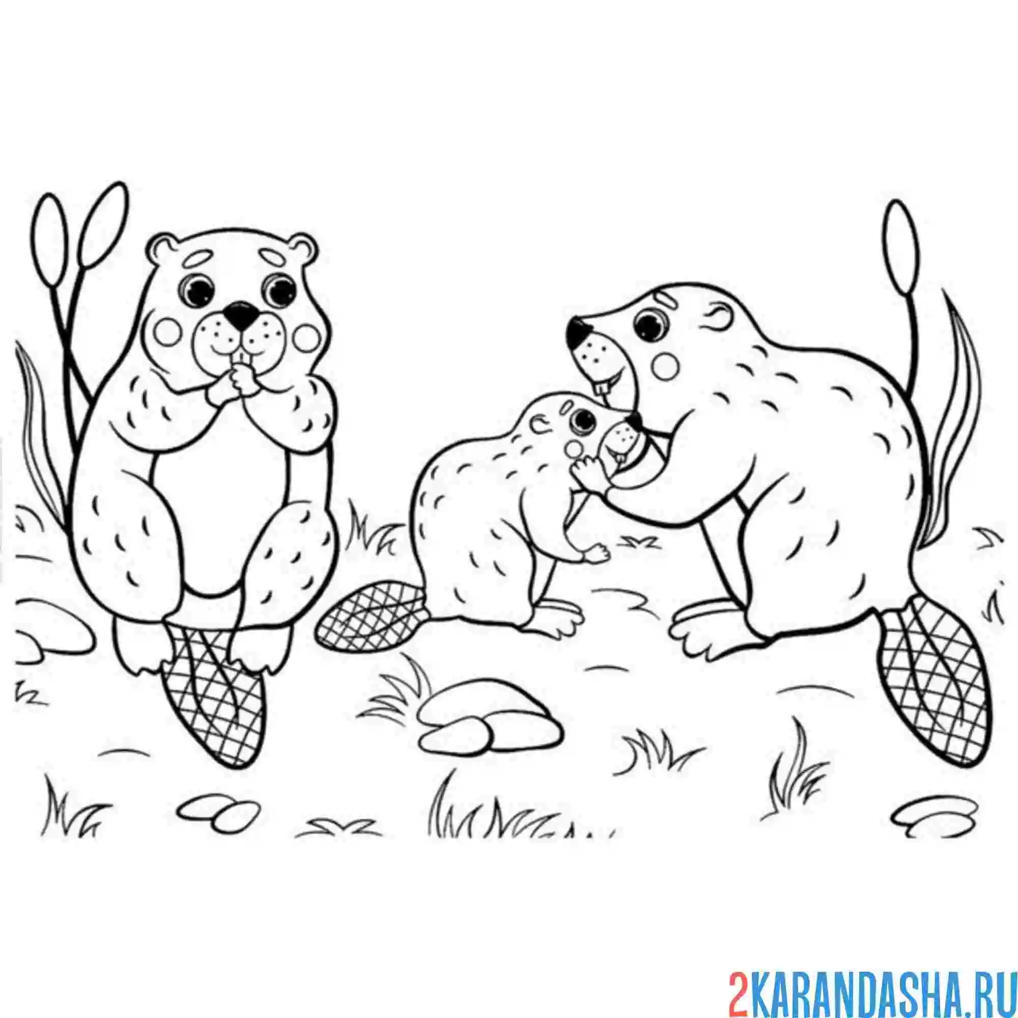 Раскраска семья бобры