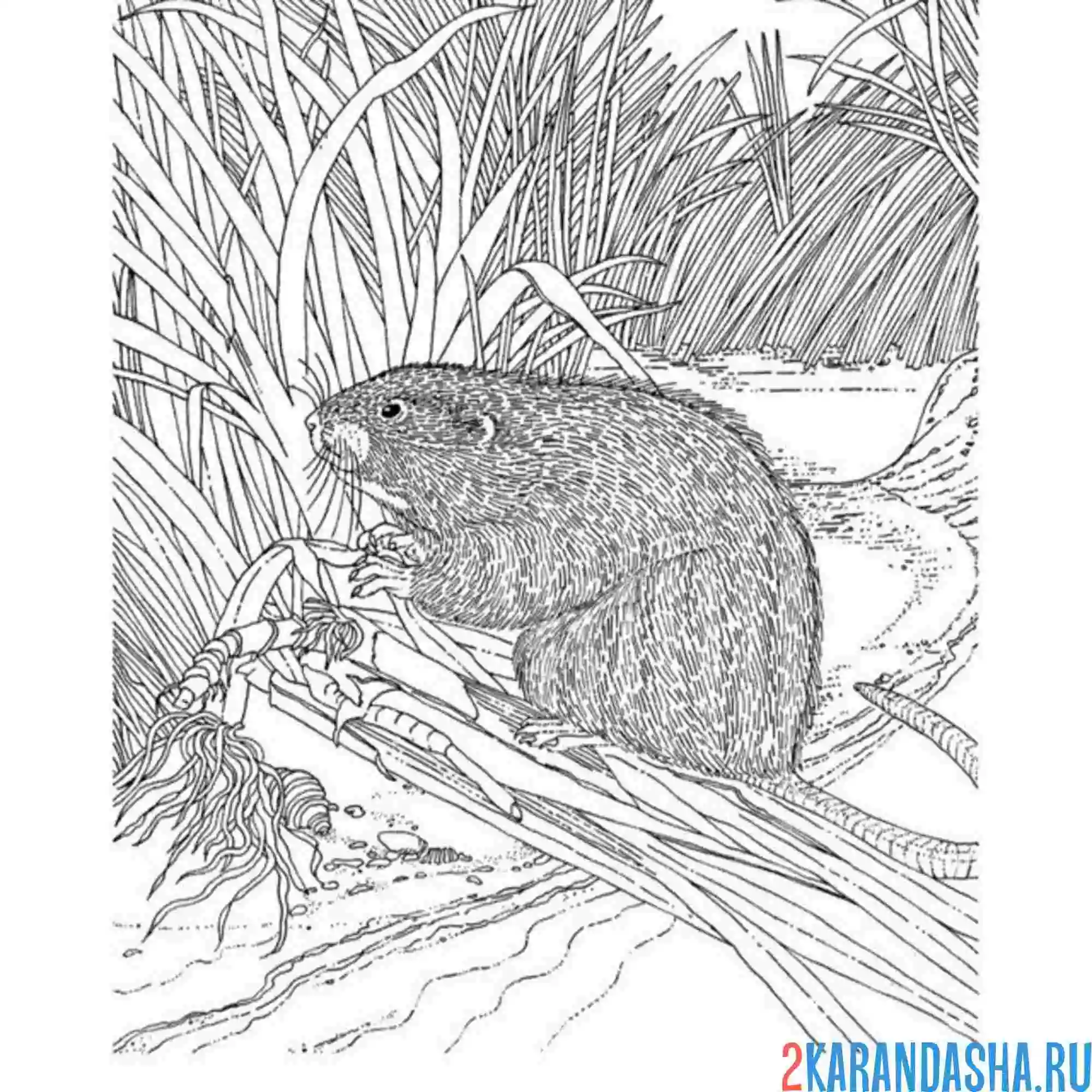 Раскраска бобр фото