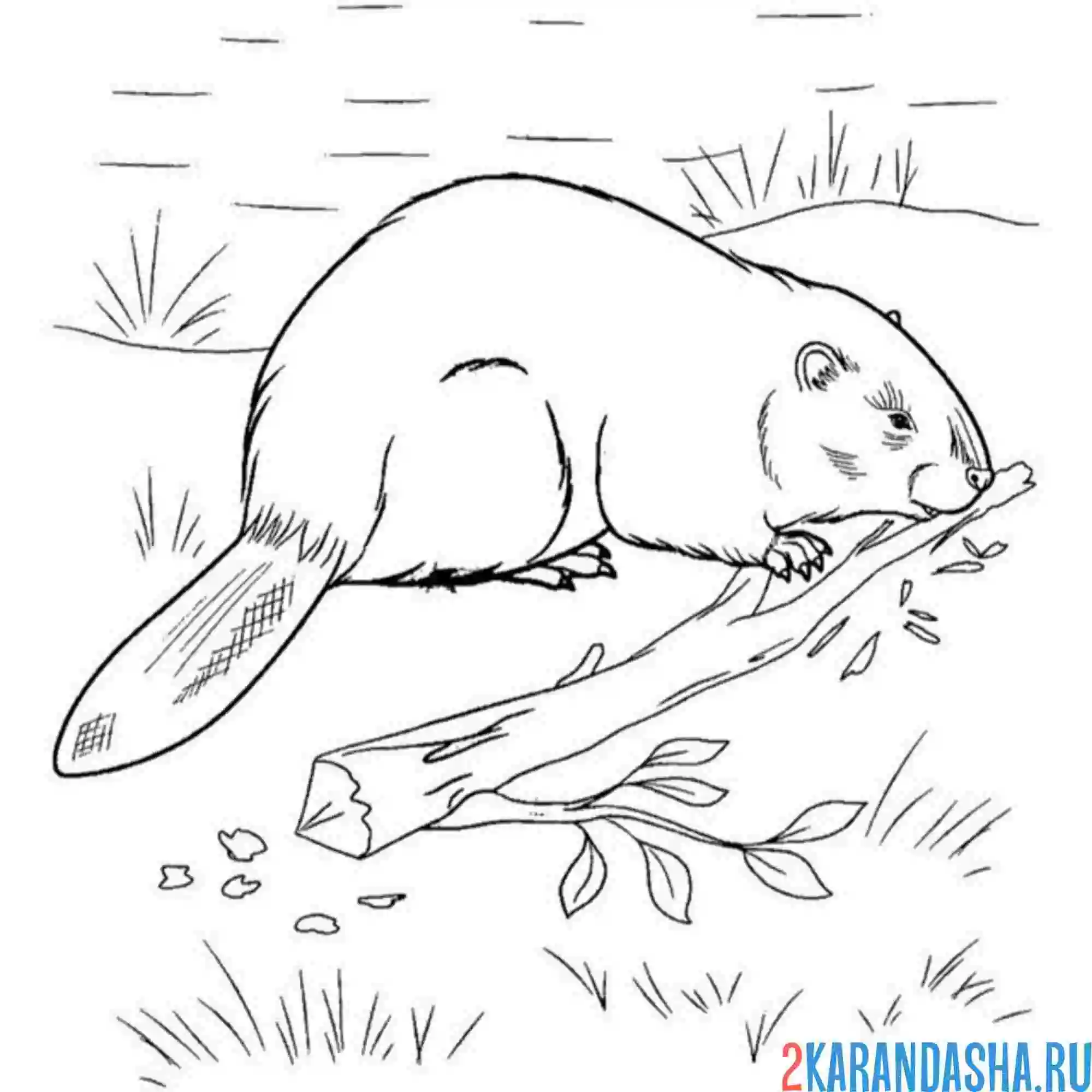 Раскраска работа бобра