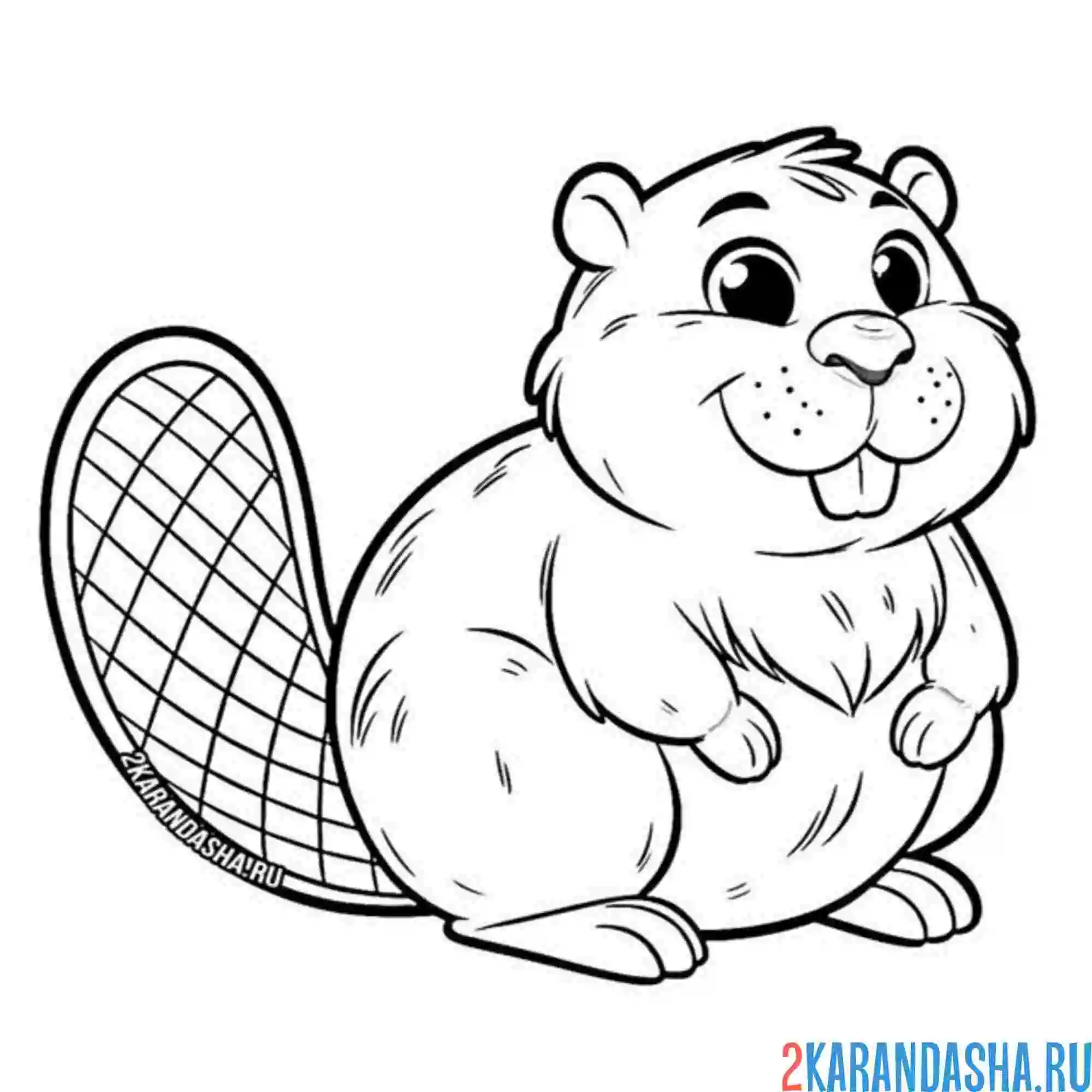 Раскраска милый бобр