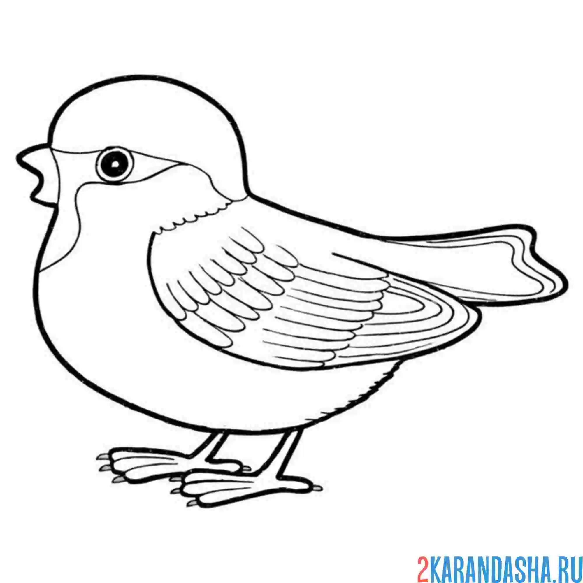 Раскраска воробей