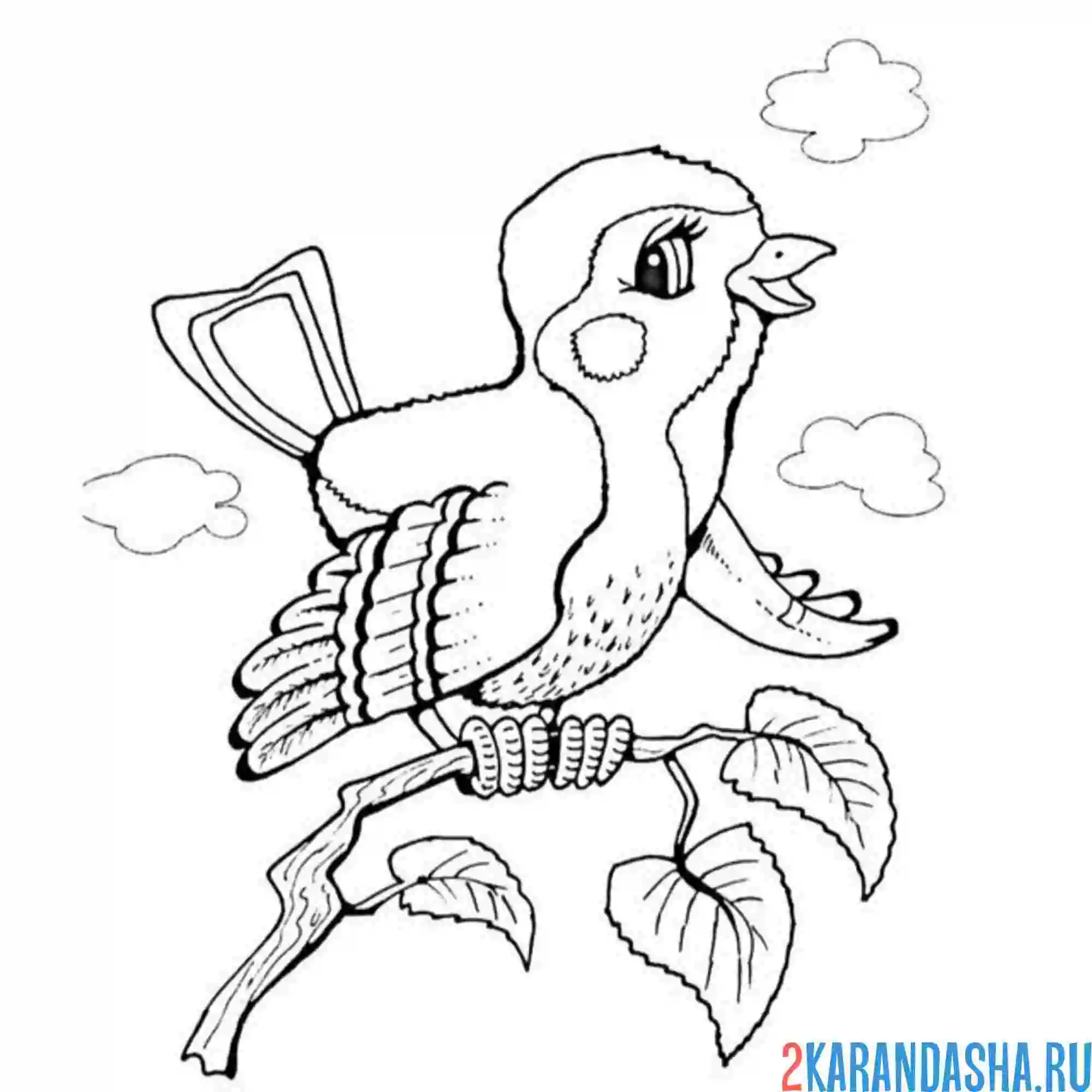 Раскраска воробей на ветке