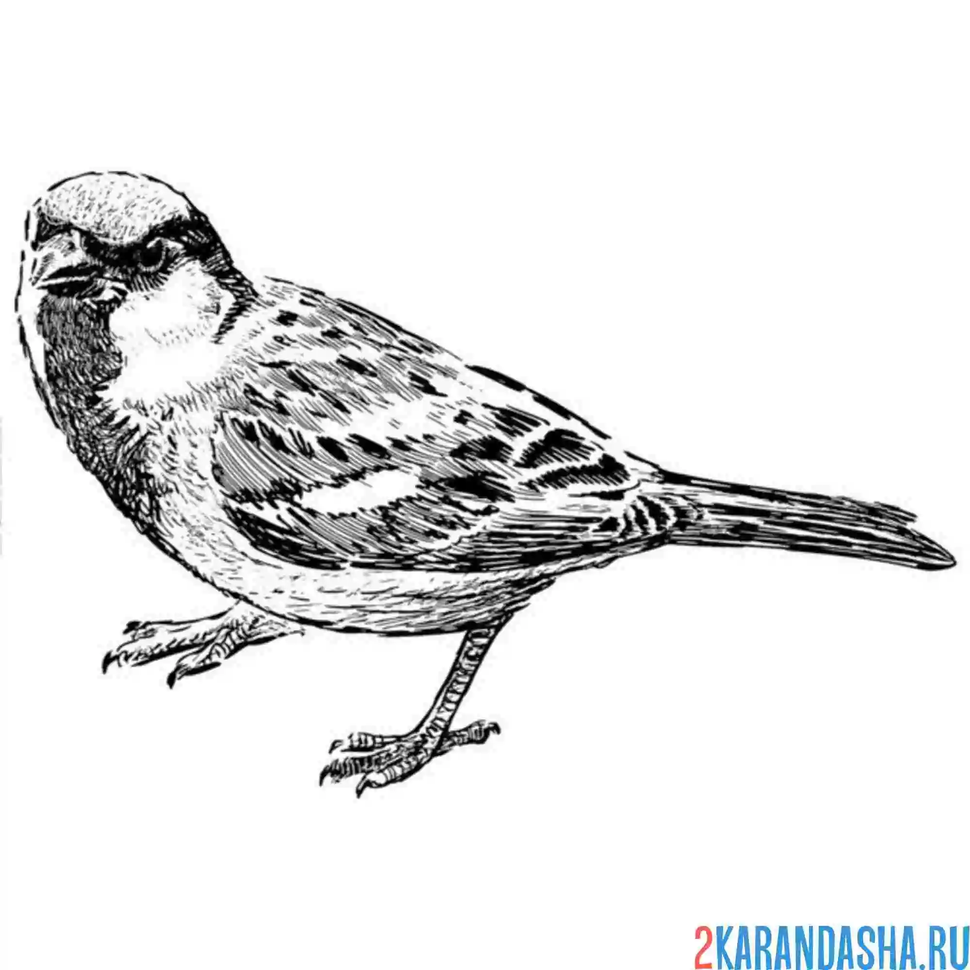 Раскраска настоящий воробей