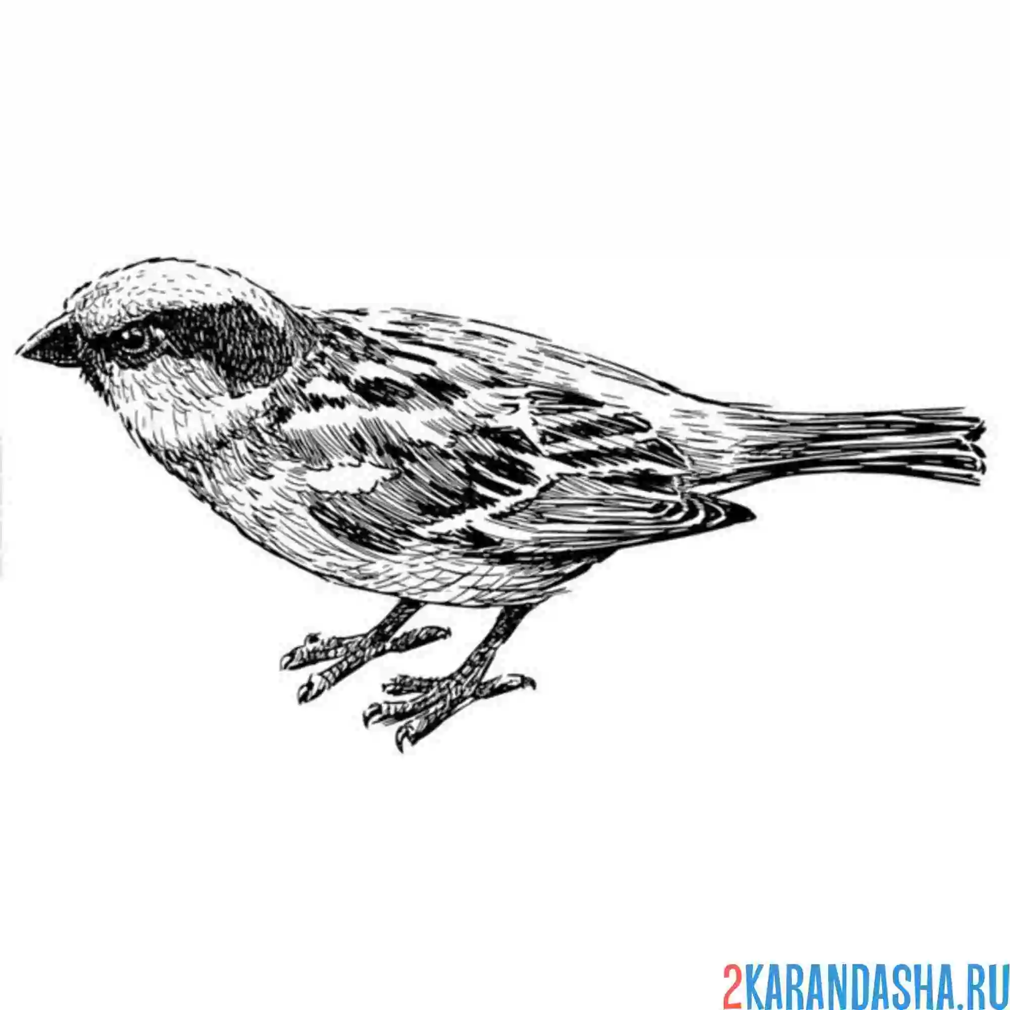 Раскраска фото воробей