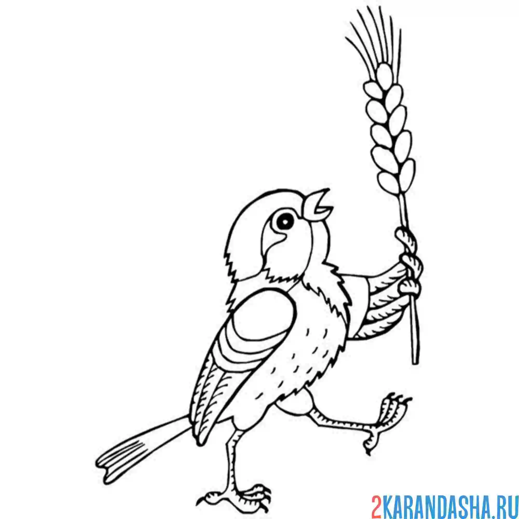 Раскраска воробей с колоском