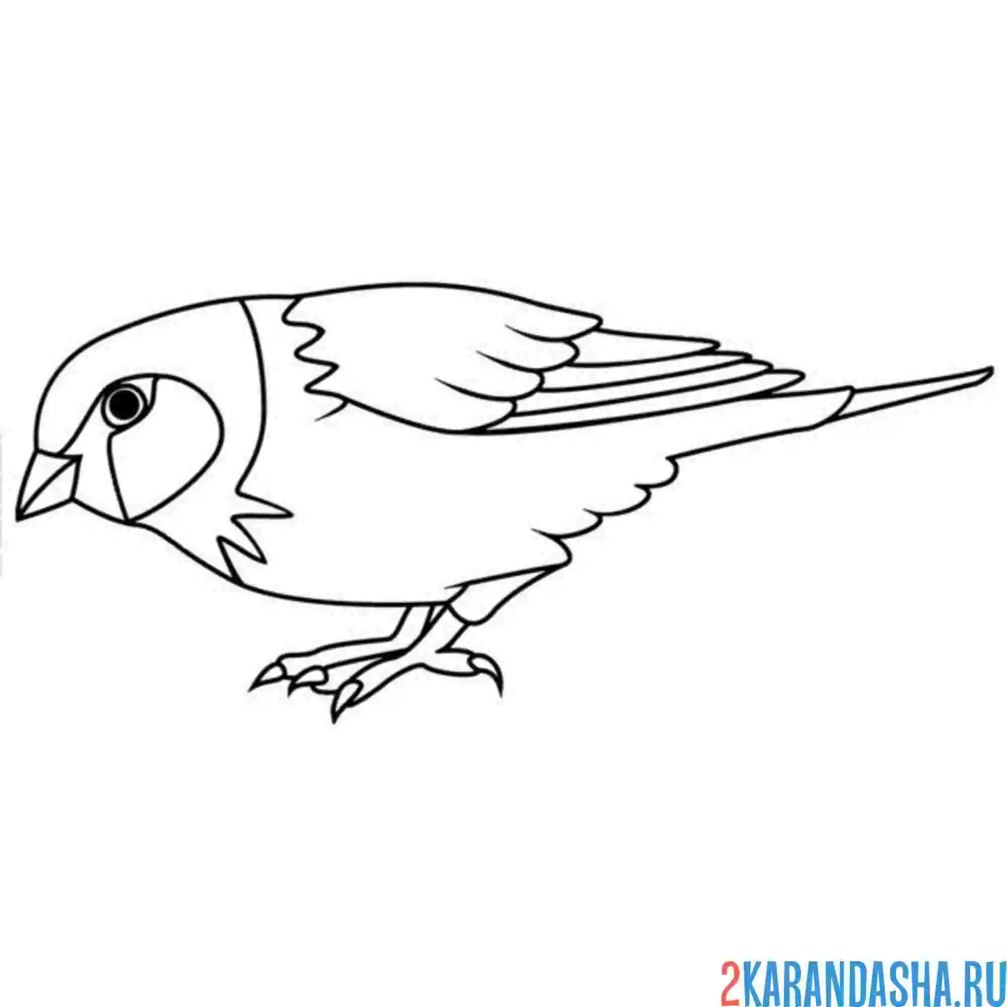 Раскраска воробей ищет еду