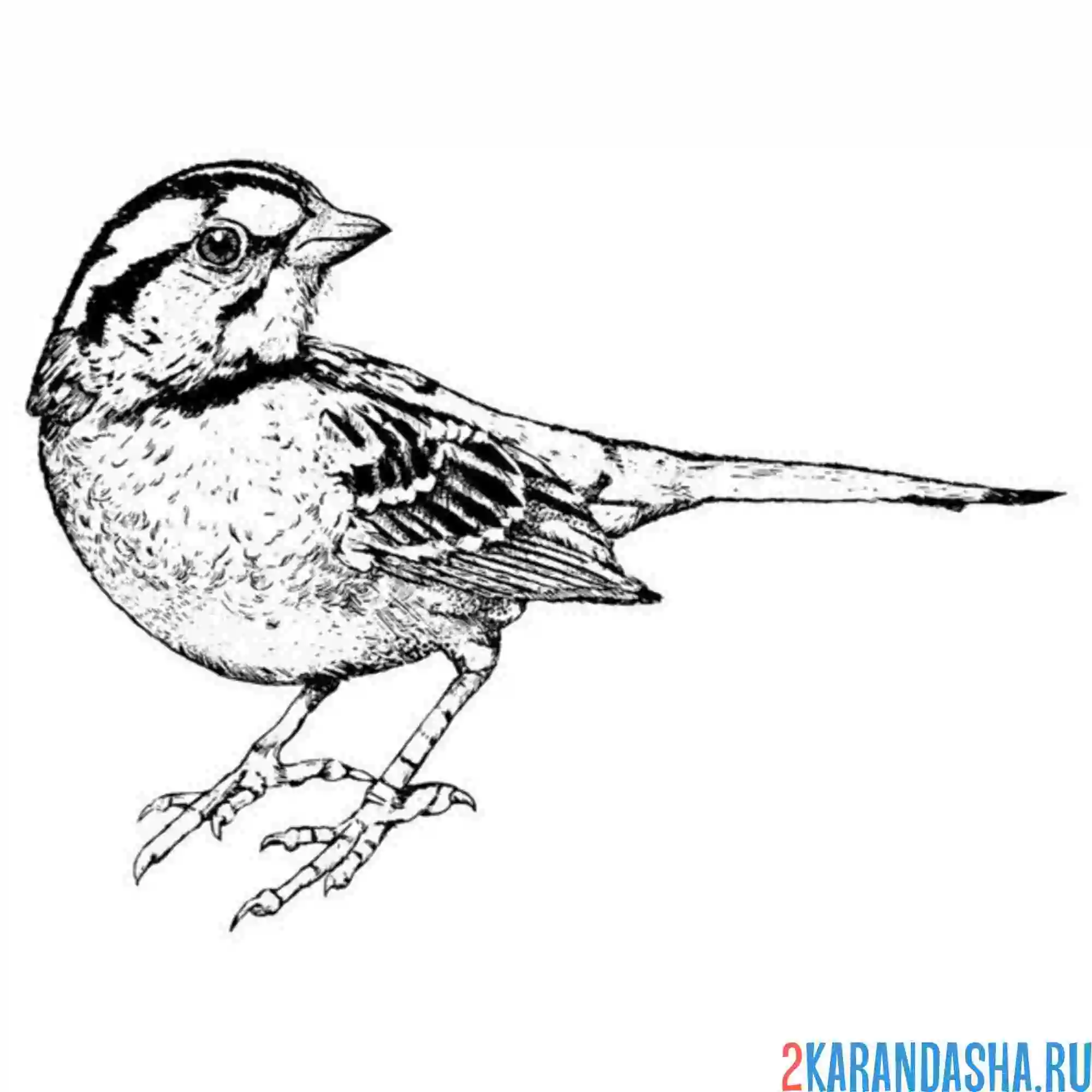 Раскраска фото настоящий воробей