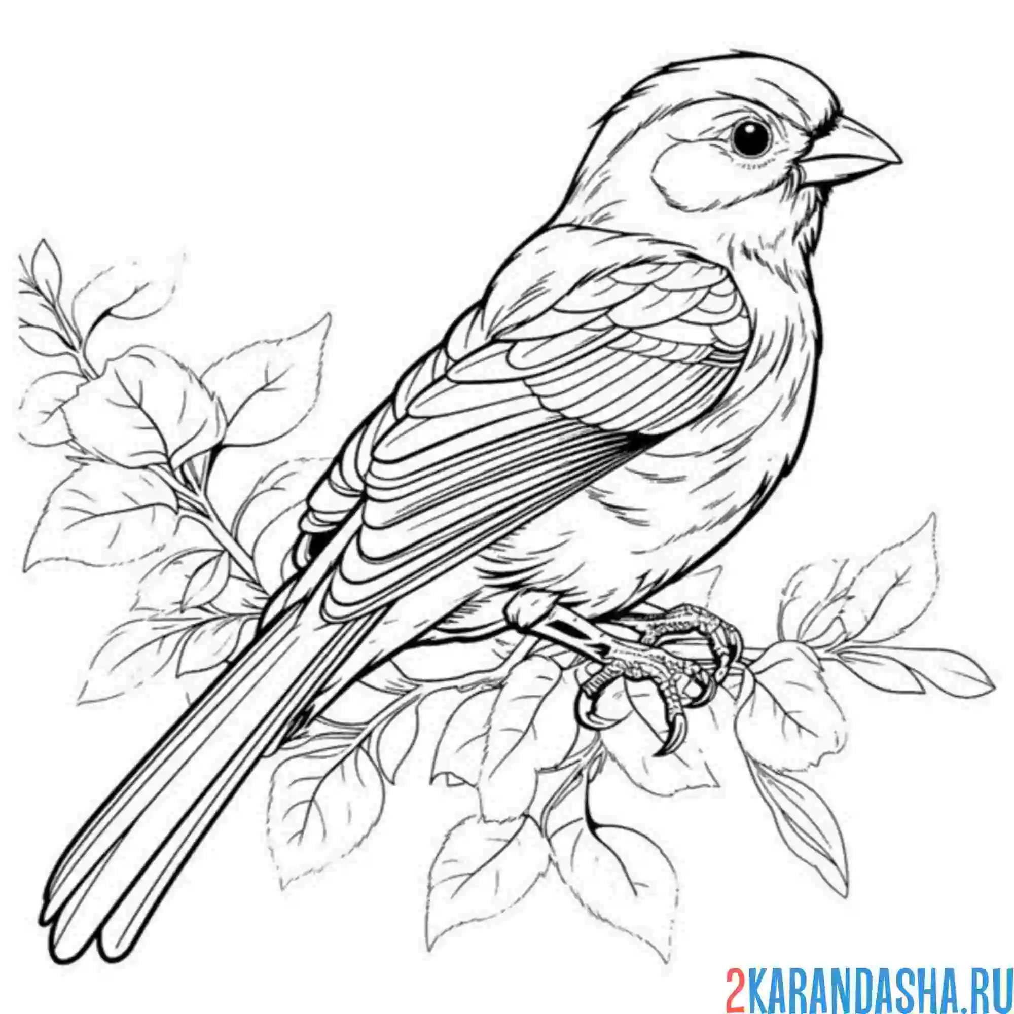 Раскраска воробей сидит на ветке