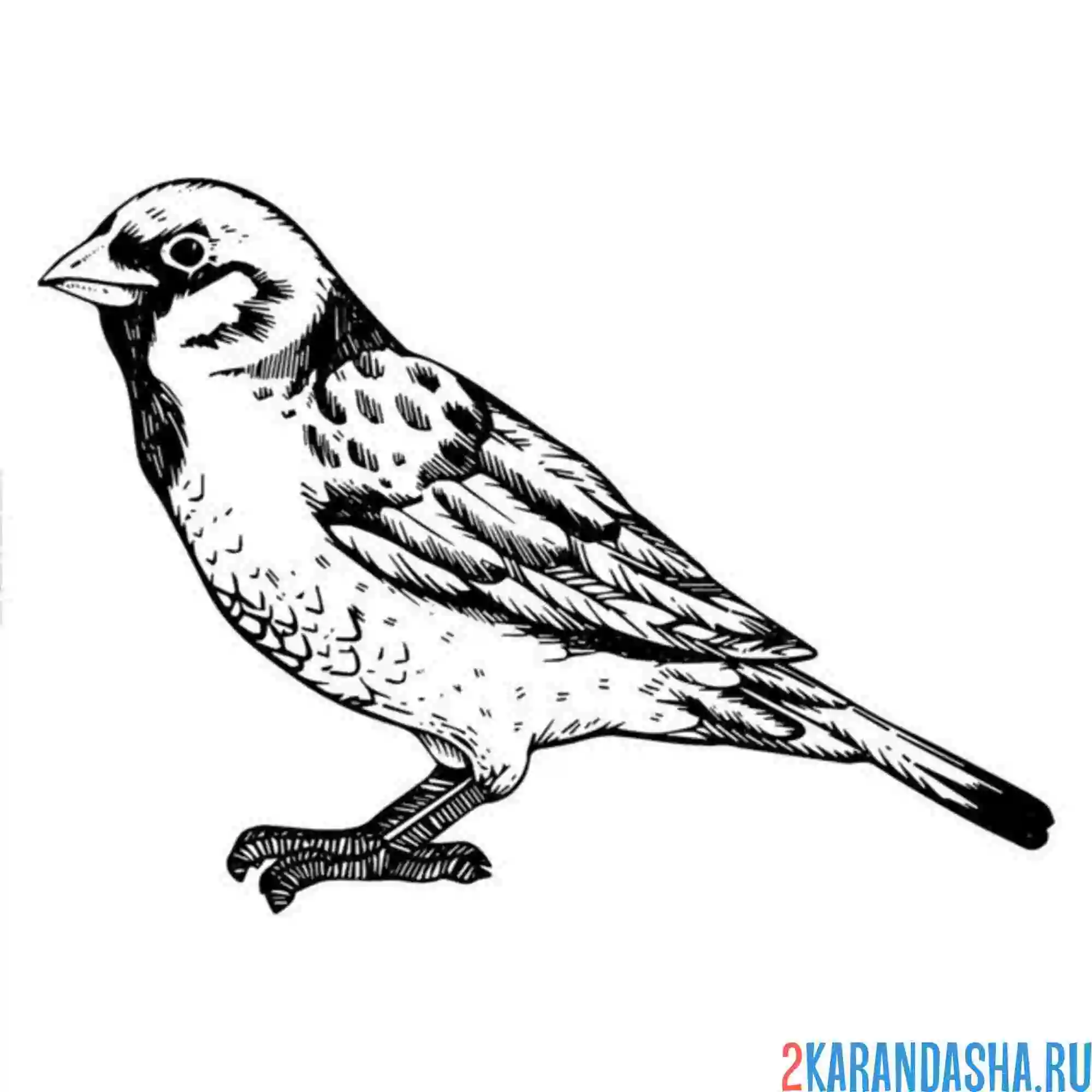 Раскраска воробушек настоящий