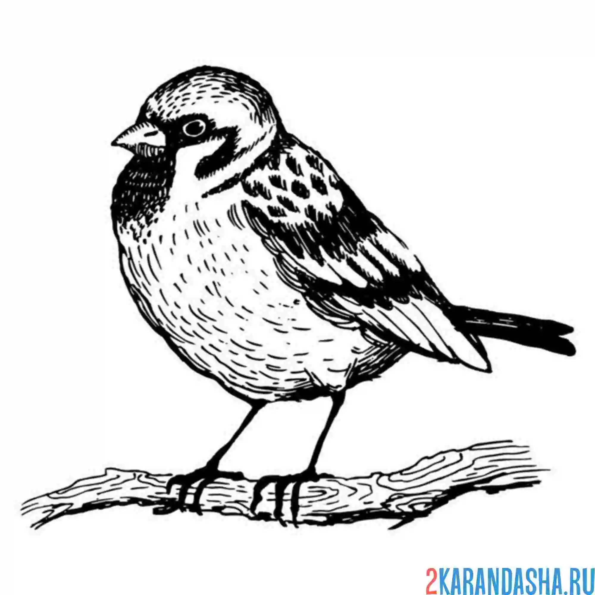 Раскраска нахохлился воробей