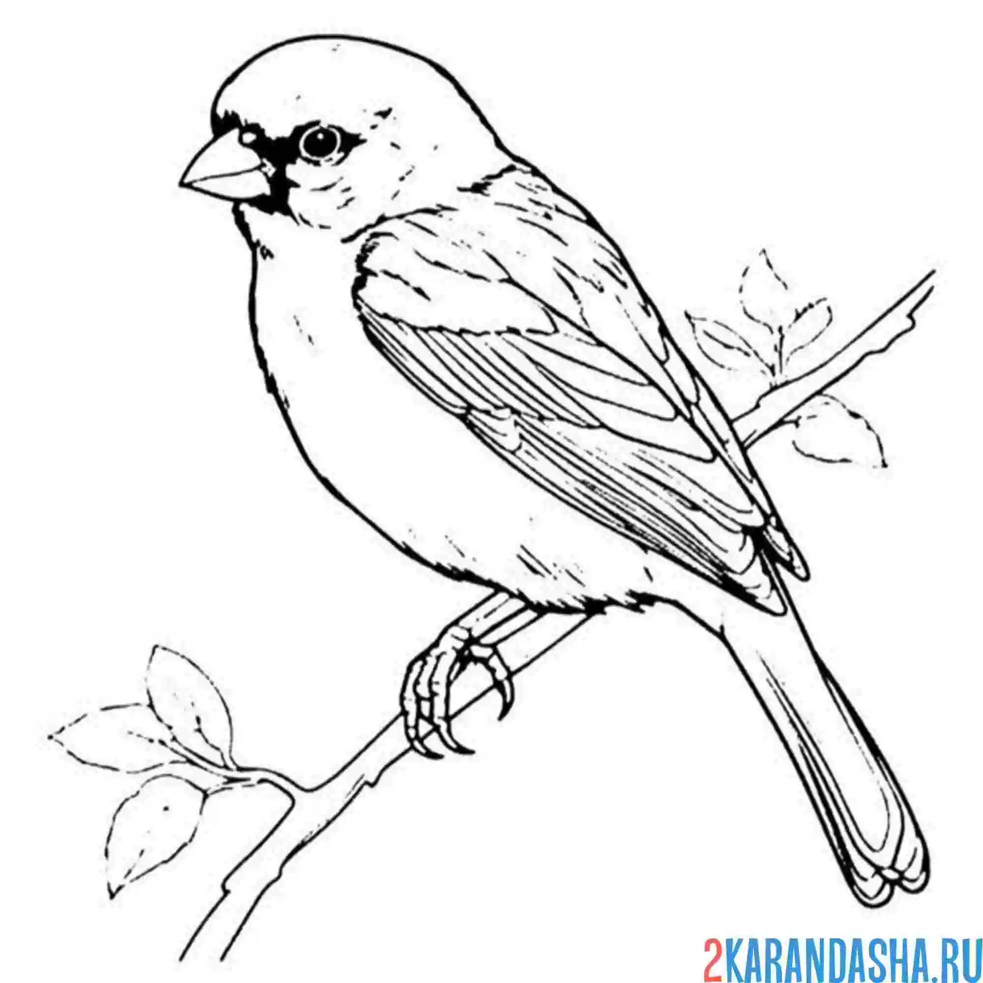 Раскраска птичка воробей