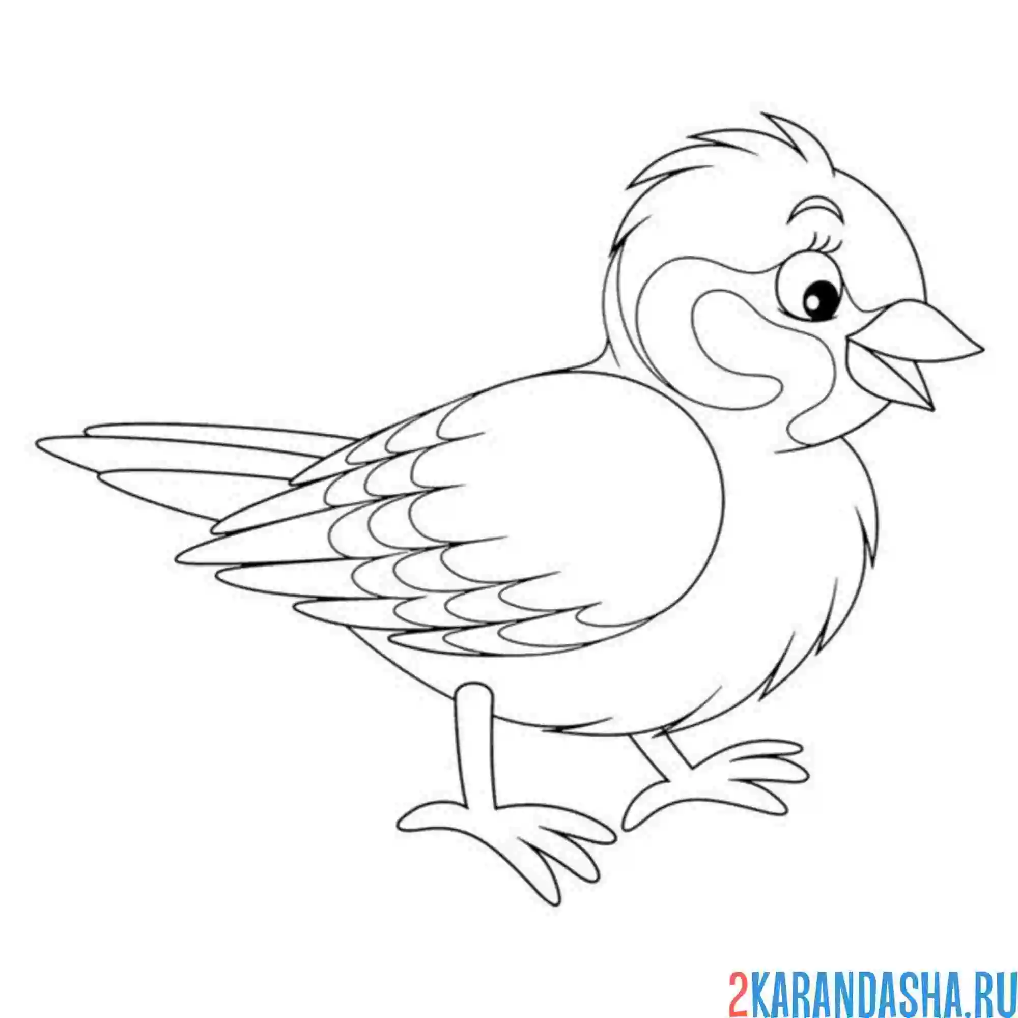 Раскраска воробей рисунок