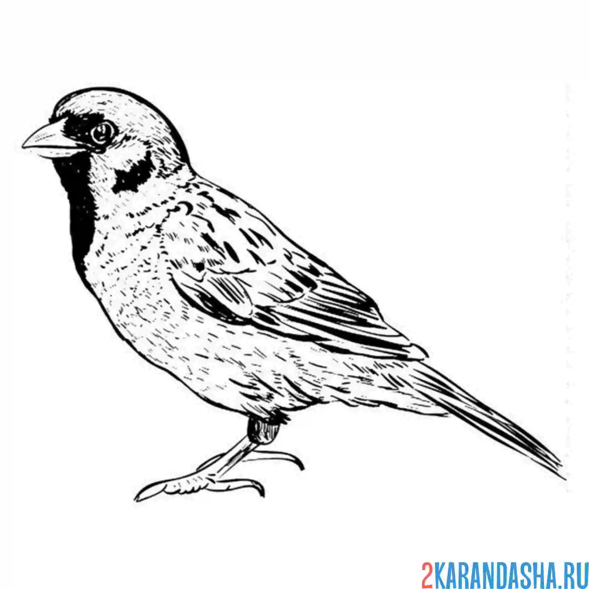 Раскраска воробушек как настоящий