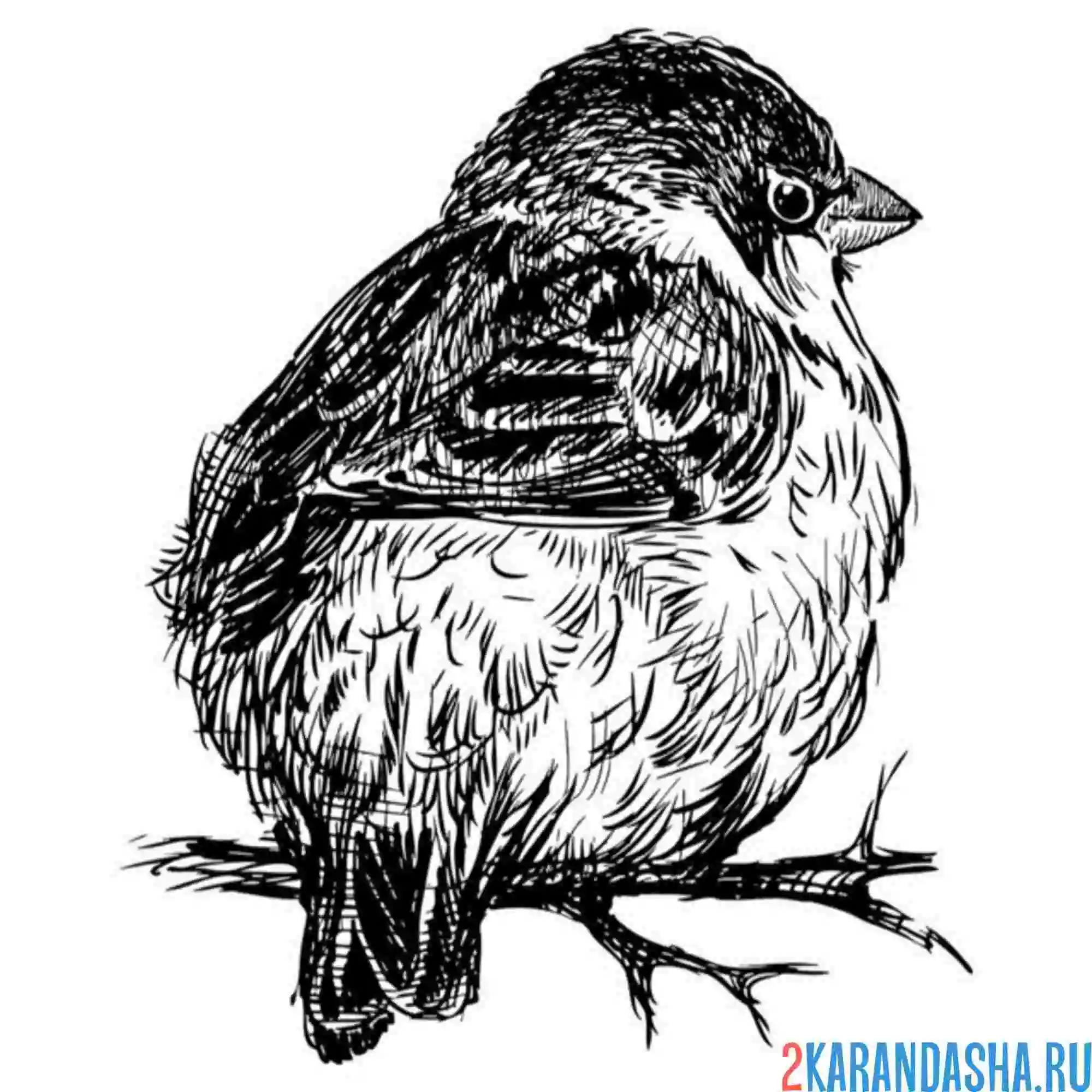 Раскраска взъерошенный растрепанный воробей