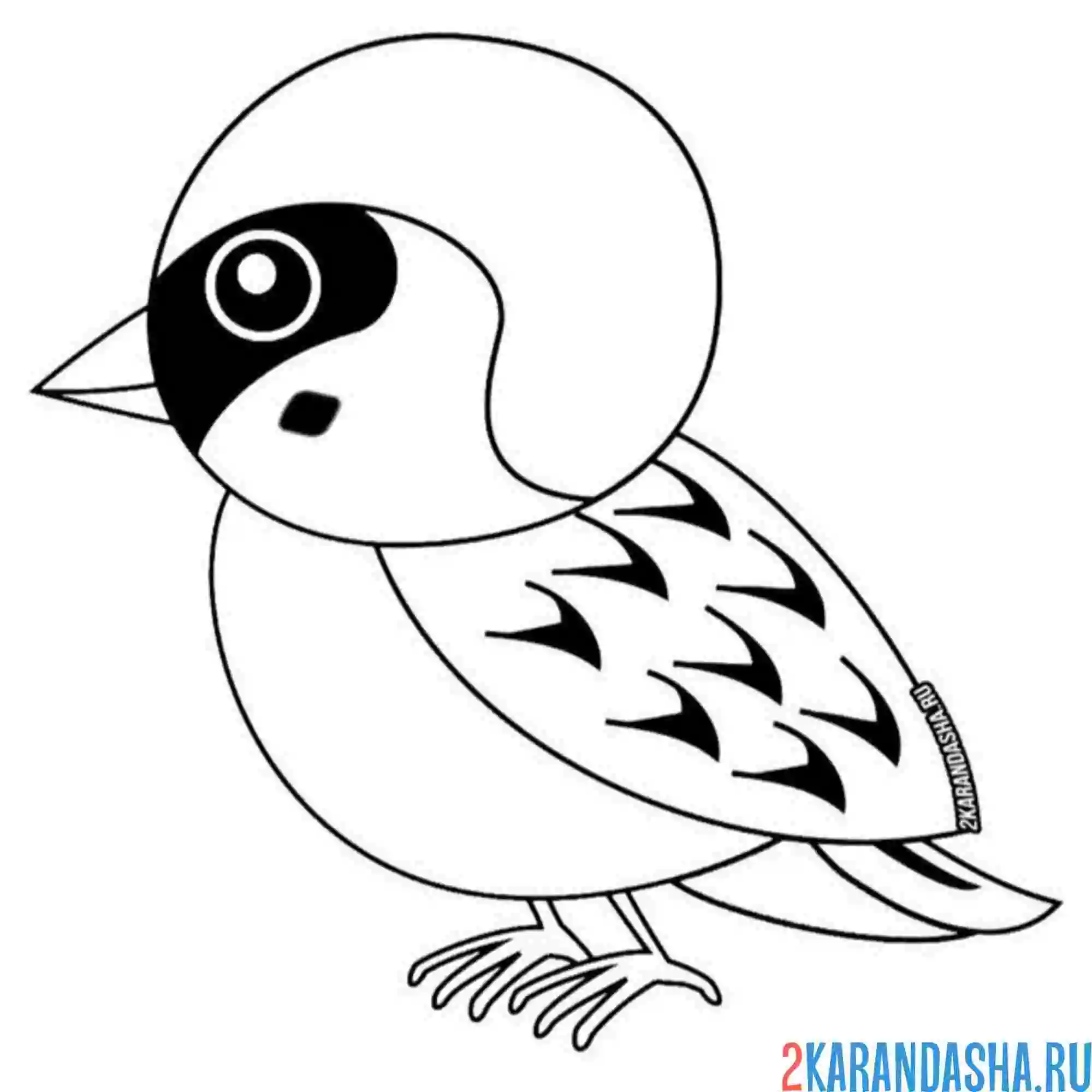 Раскраска воробей простой