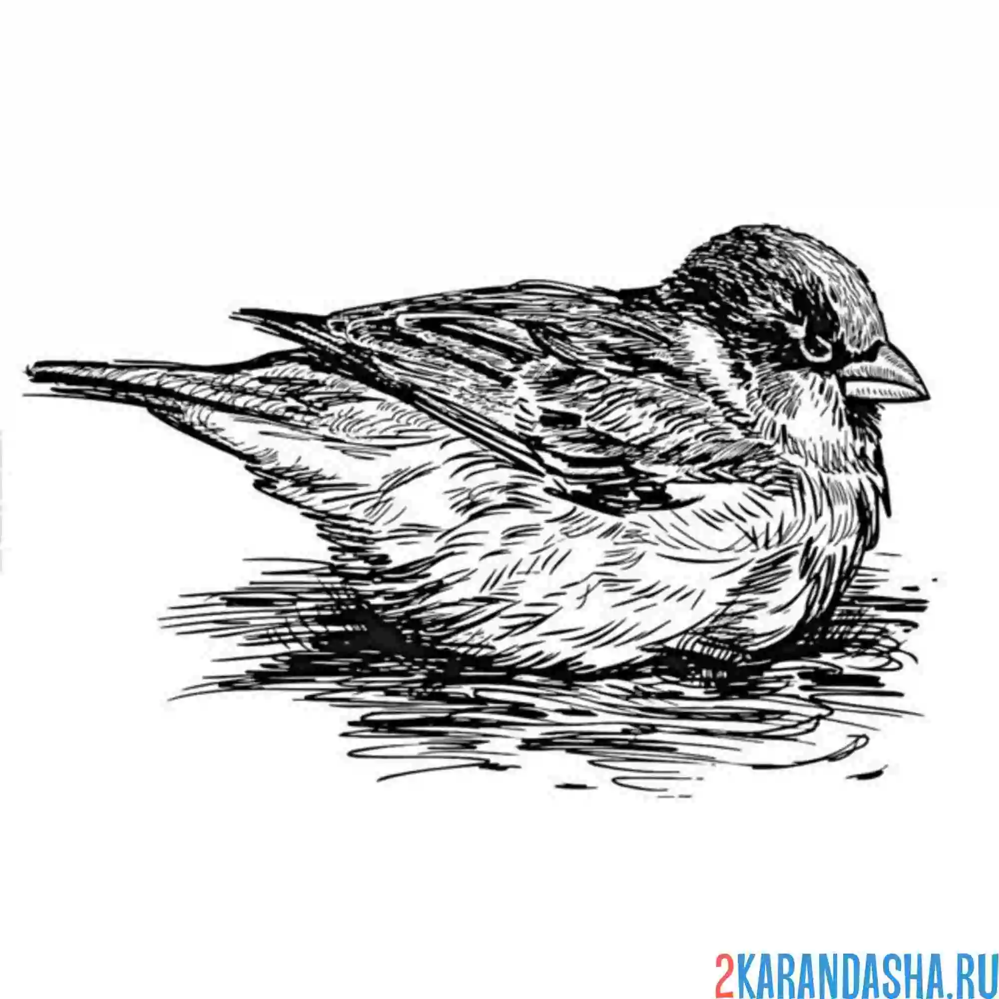 Раскраска воробей купается
